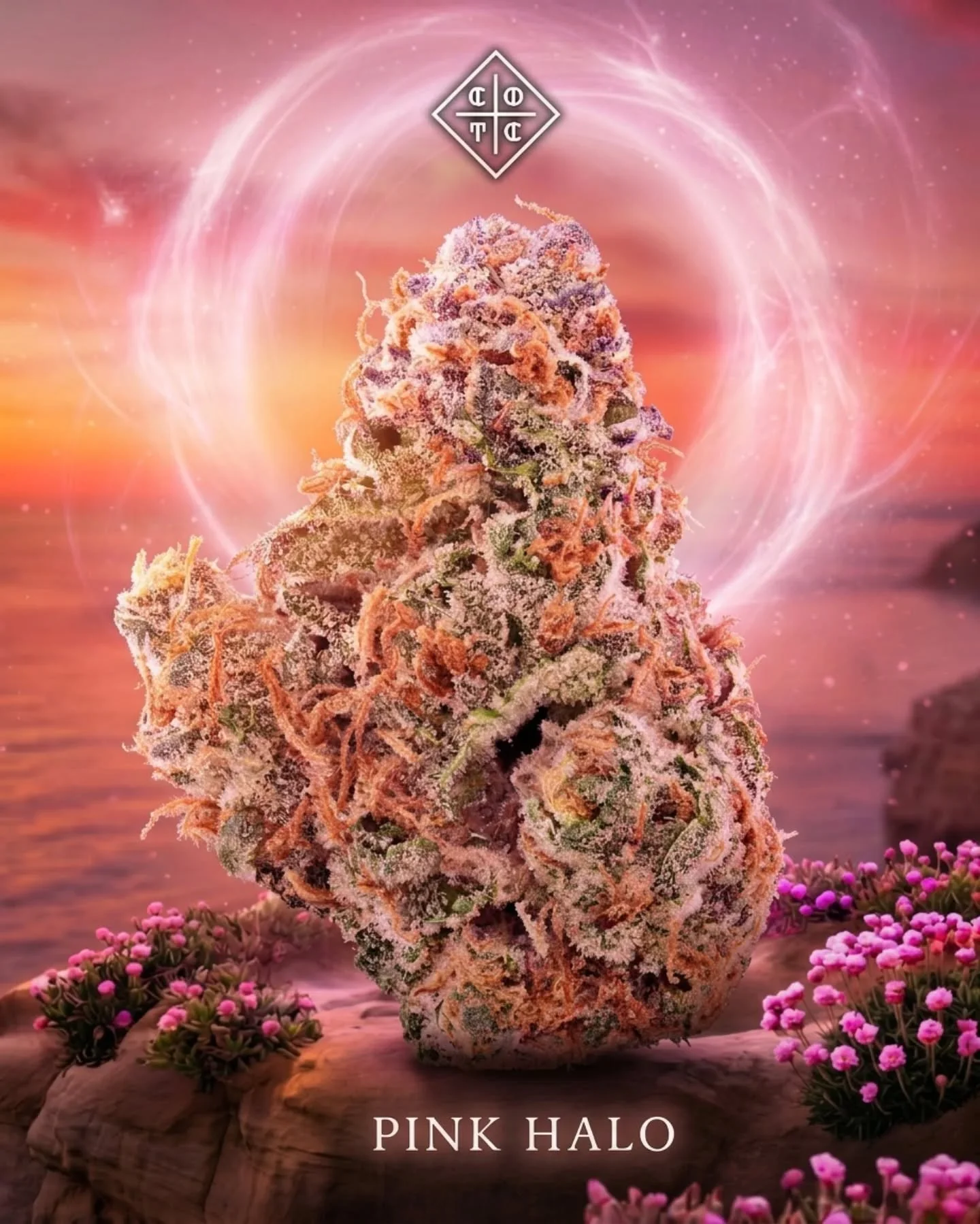 Meet Pink Halo a radiant sativa blend of (Super Boof &times; Tallymon &times; ZOZ), crafted for those chasing flavor, energy, and elevated vibes.

Bright notes, beautiful appeal, and a smooth uplifting experience that shines from the first hit to the