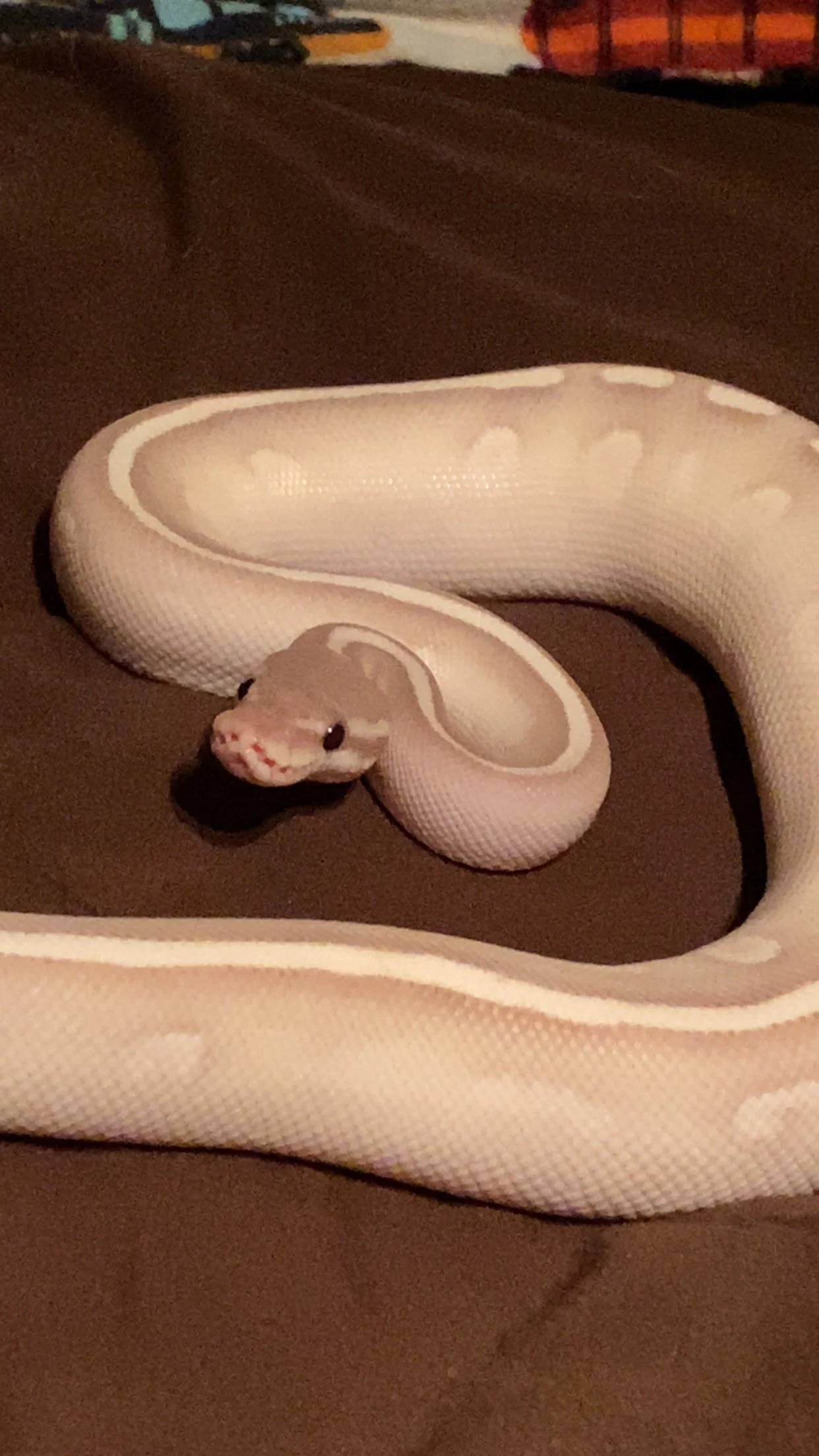 white snake curled around itself