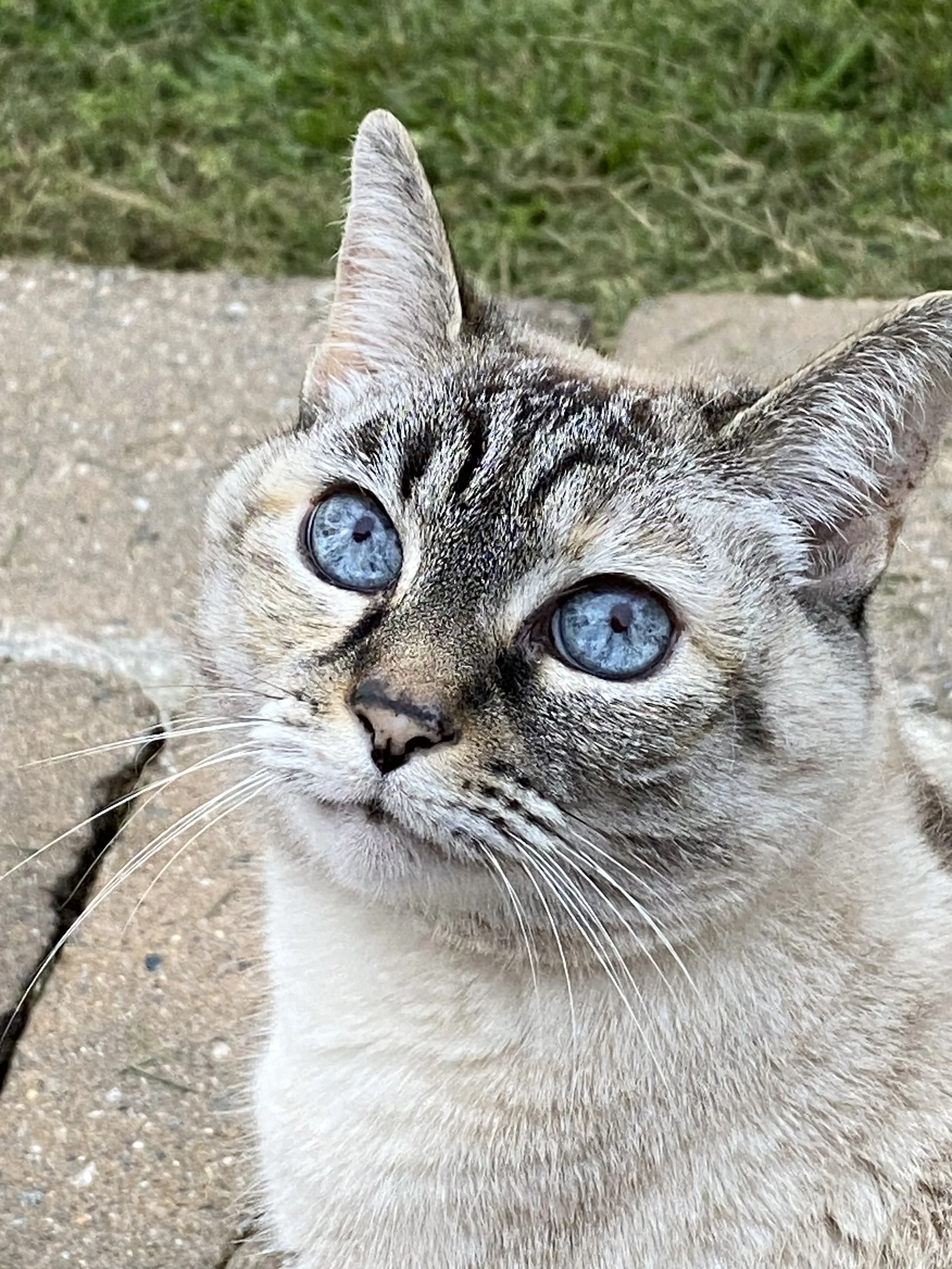 white cat with bright blue eyes and gray/black markings
