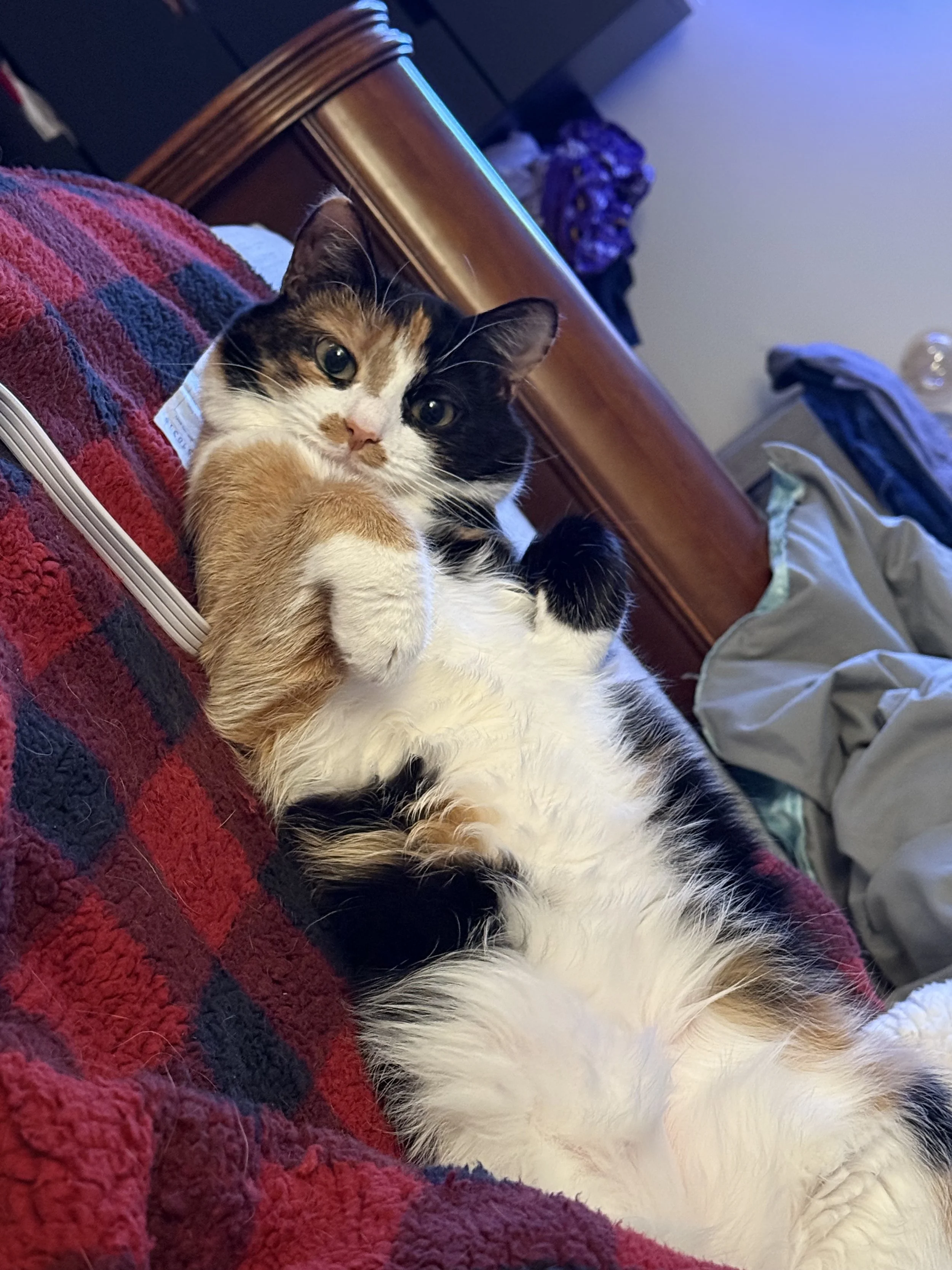calico cat laying on its back with it's paws up like a t-rex