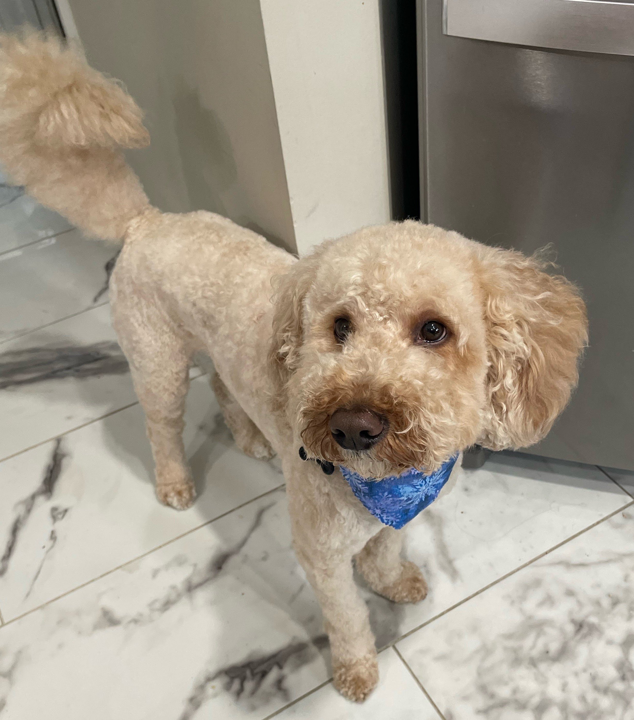 An image of a small white/light brown dog wearing a blue bandana.