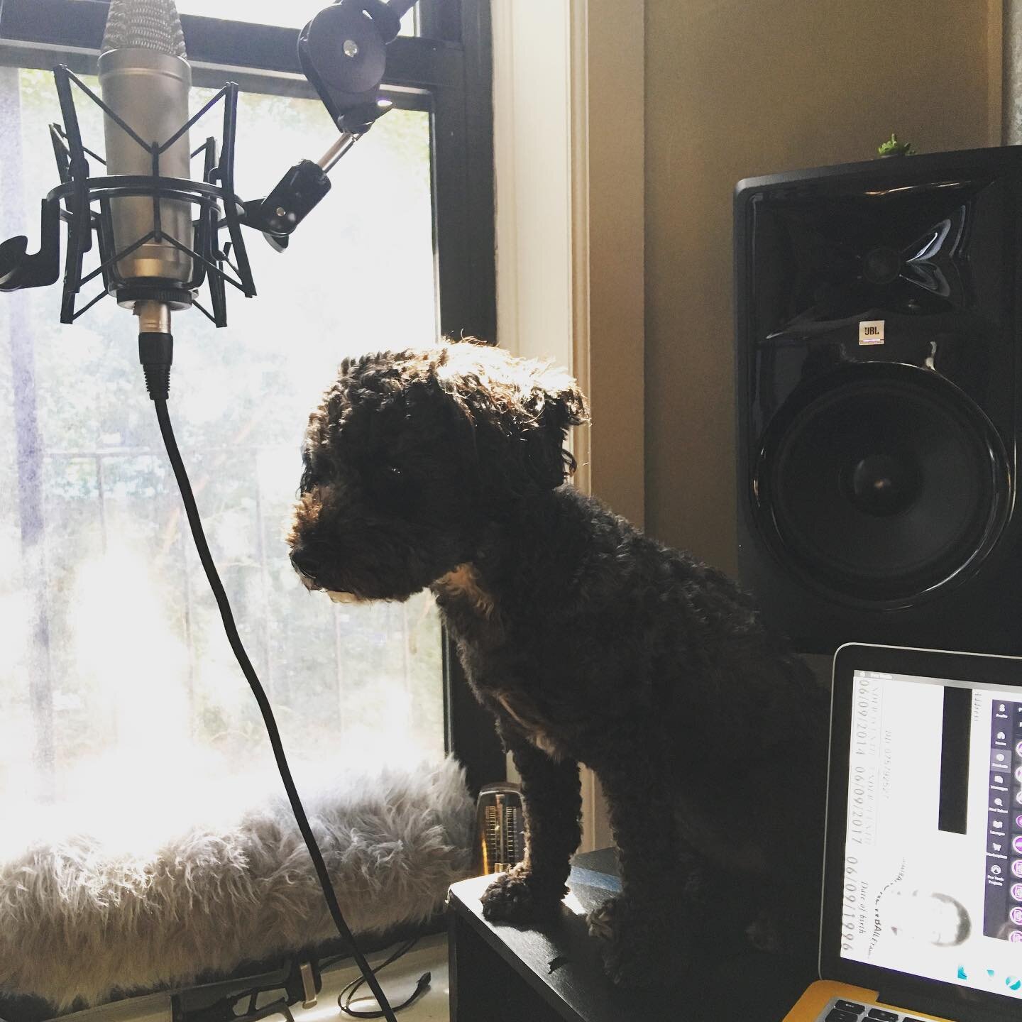 Percy the Studio Dog  @liv_for_ @halliechametzky @miasilvestri19  She sat on my desk for hours inspecting the mic