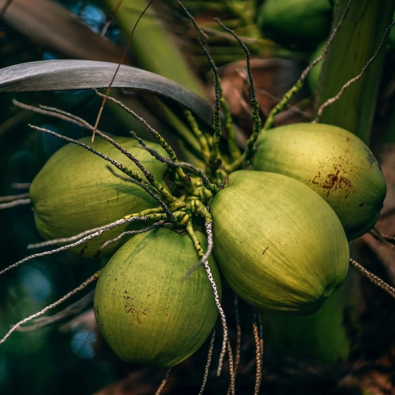 Faith That Grows Fruit: Hope for Widows in Nigeria