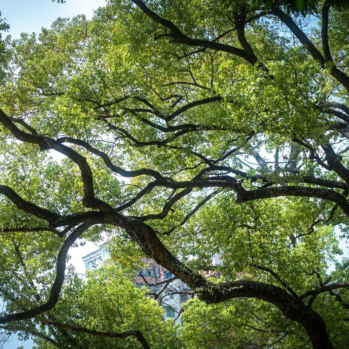 For A Verdant And Flourishing World 
