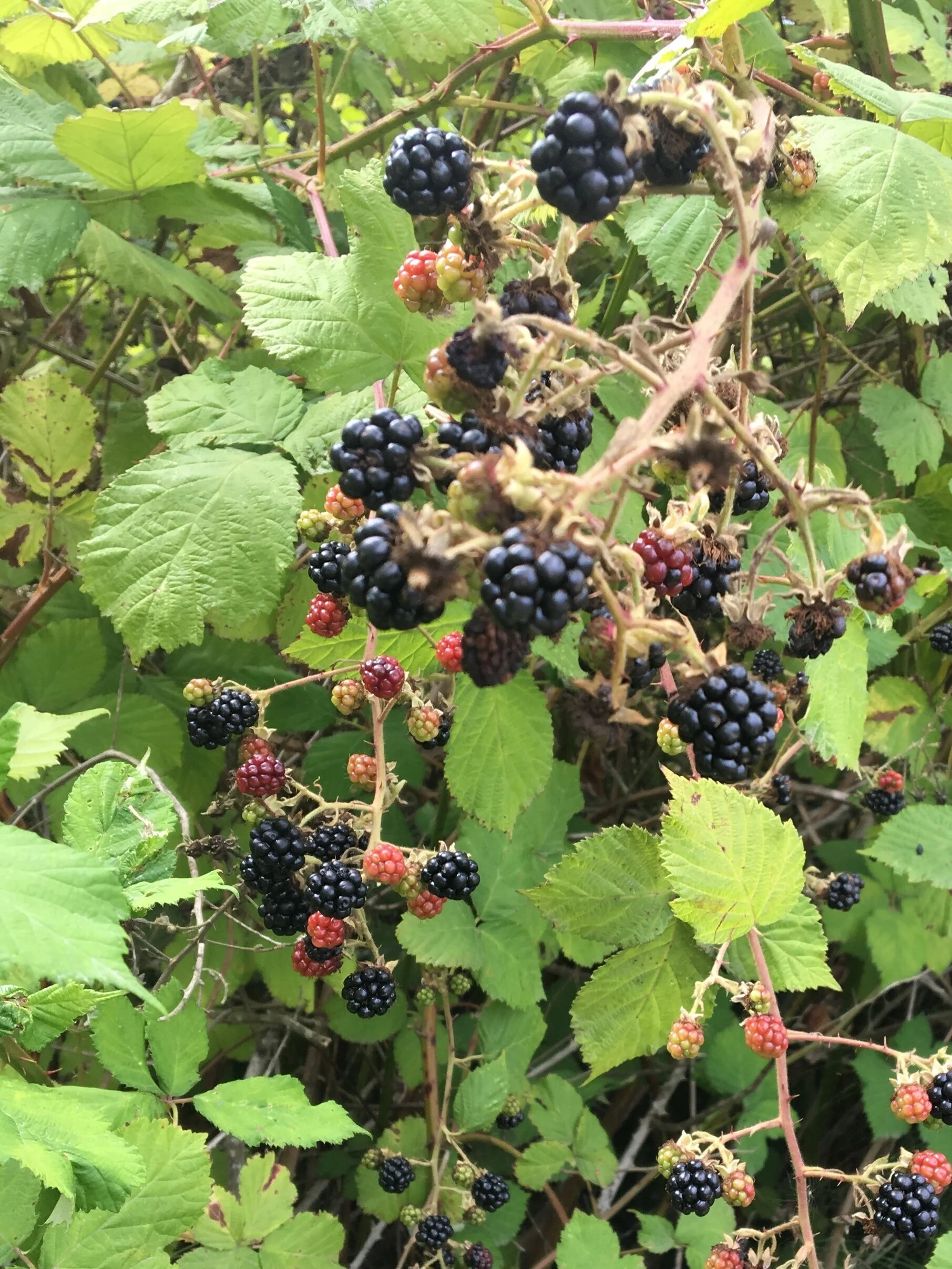 Blackberry Jam