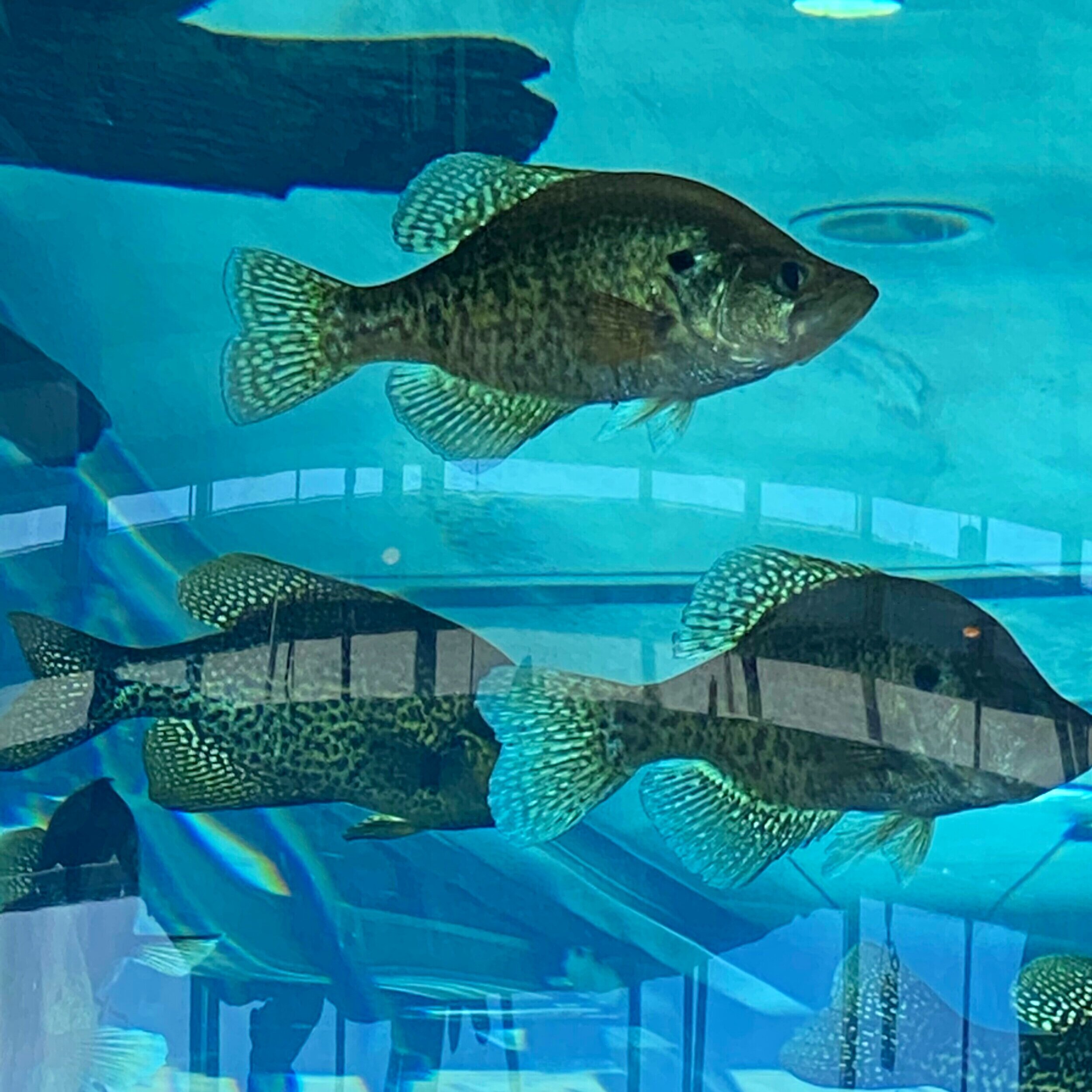 CTA-Photography-Bass-Pro-Shop-fish-Memphis-TN..jpg