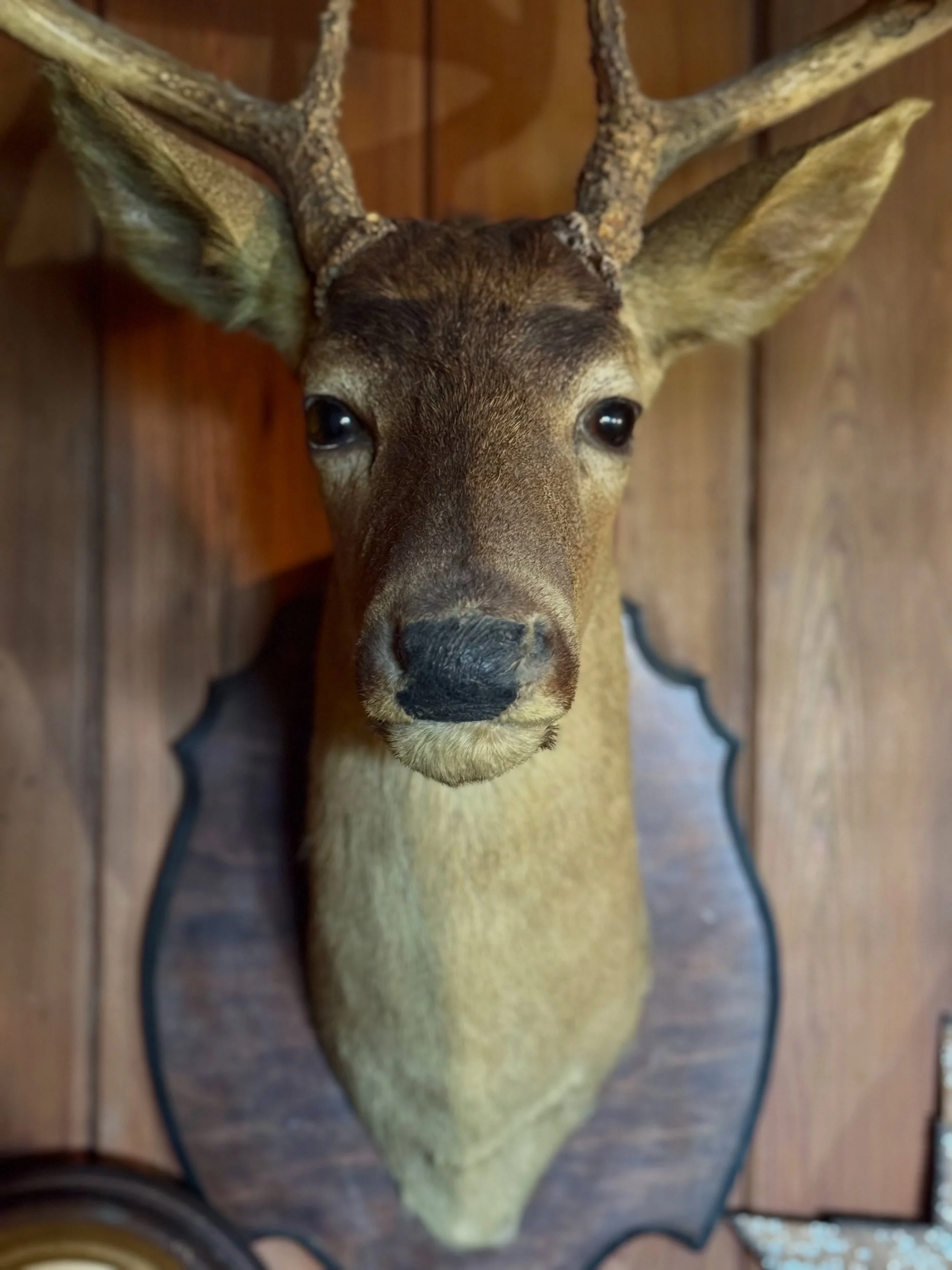 OH DEER&hellip; THERE&rsquo;S MORE! 🦌👀
We&rsquo;ve added even more photos for this week&rsquo;s estate sale on The Bluff! Take a peek, make your list, and we&rsquo;ll see you on Thursday! The address will be posted to our website tomorrow! #estates