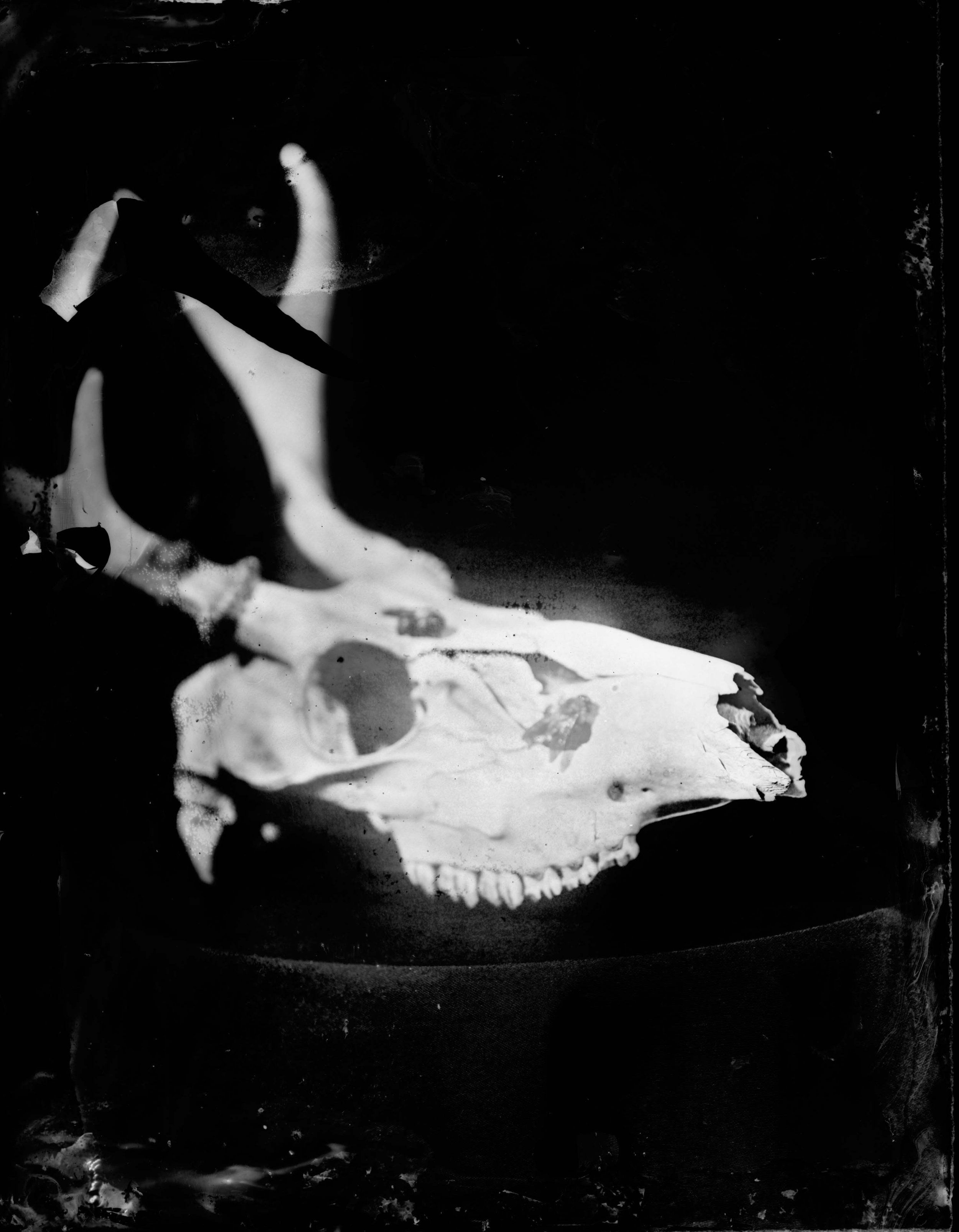 Deer Skull_Positive.jpg