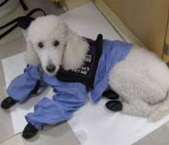 Service Animals in the Microbiology Teaching Laboratory