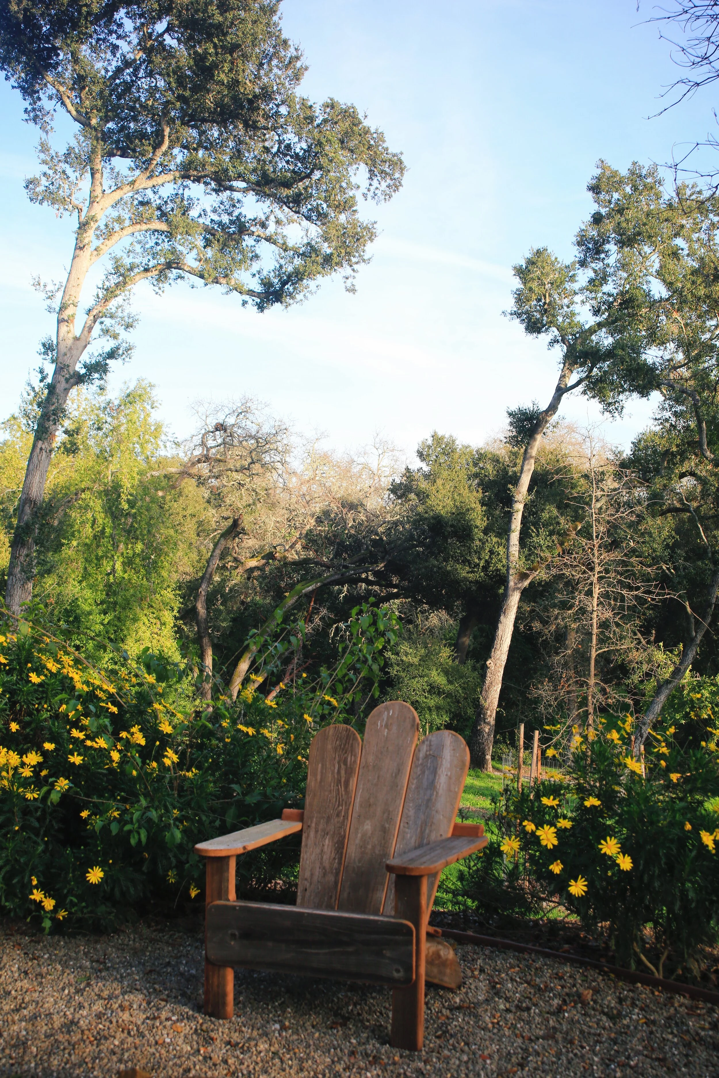 Adirondack chair 
