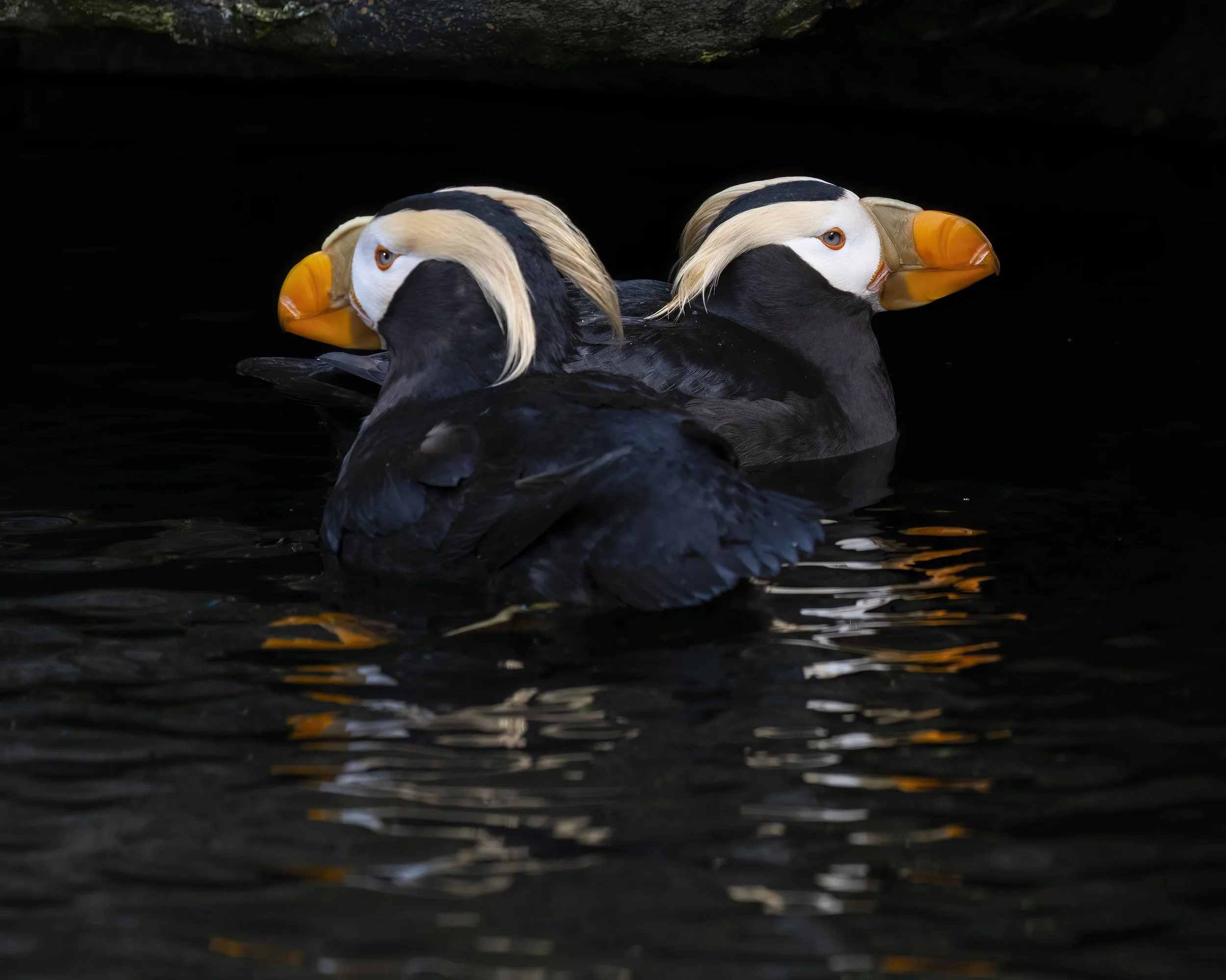 Opposites Attract