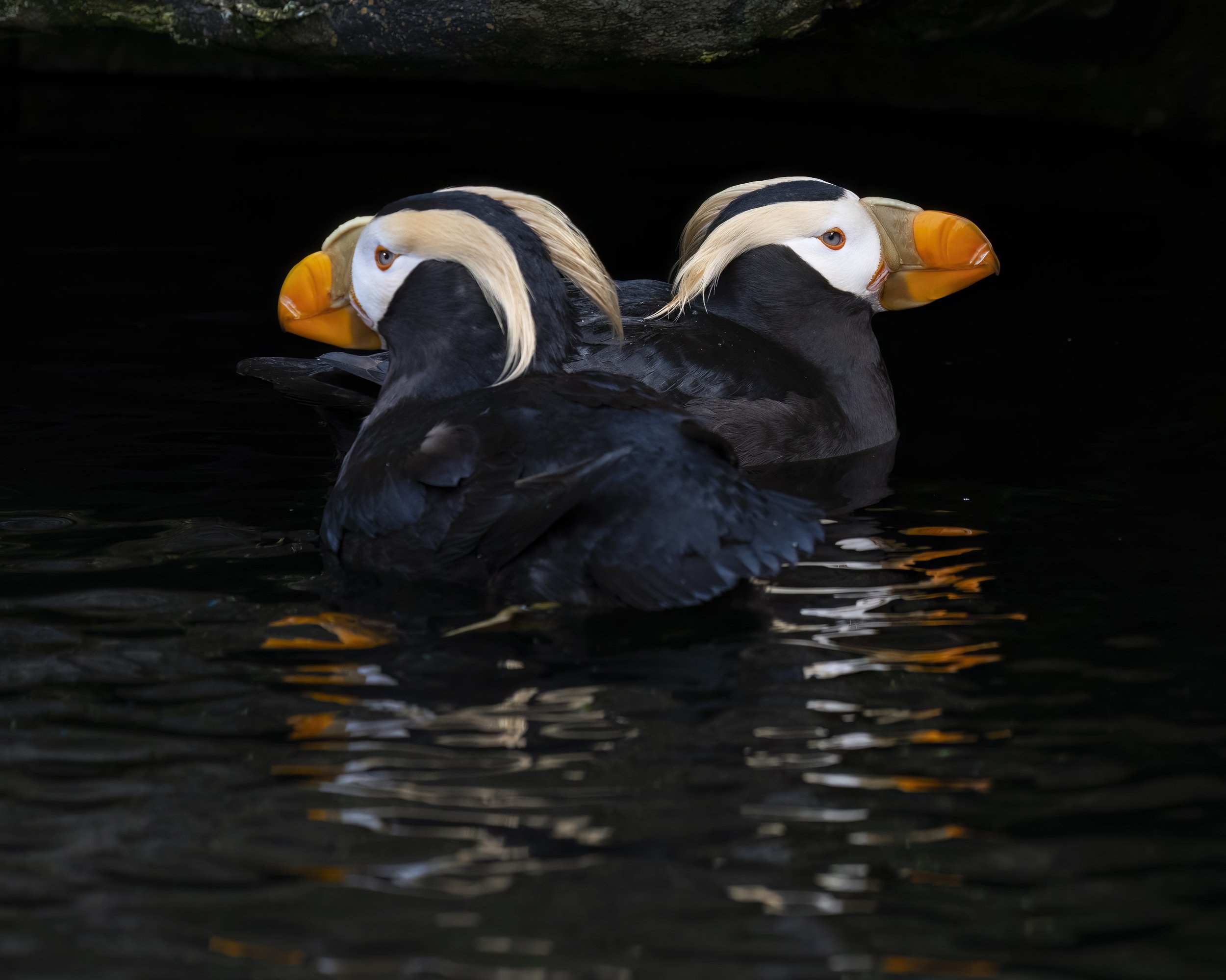 "Opposites Attract"- Tufted Puffin Pair
