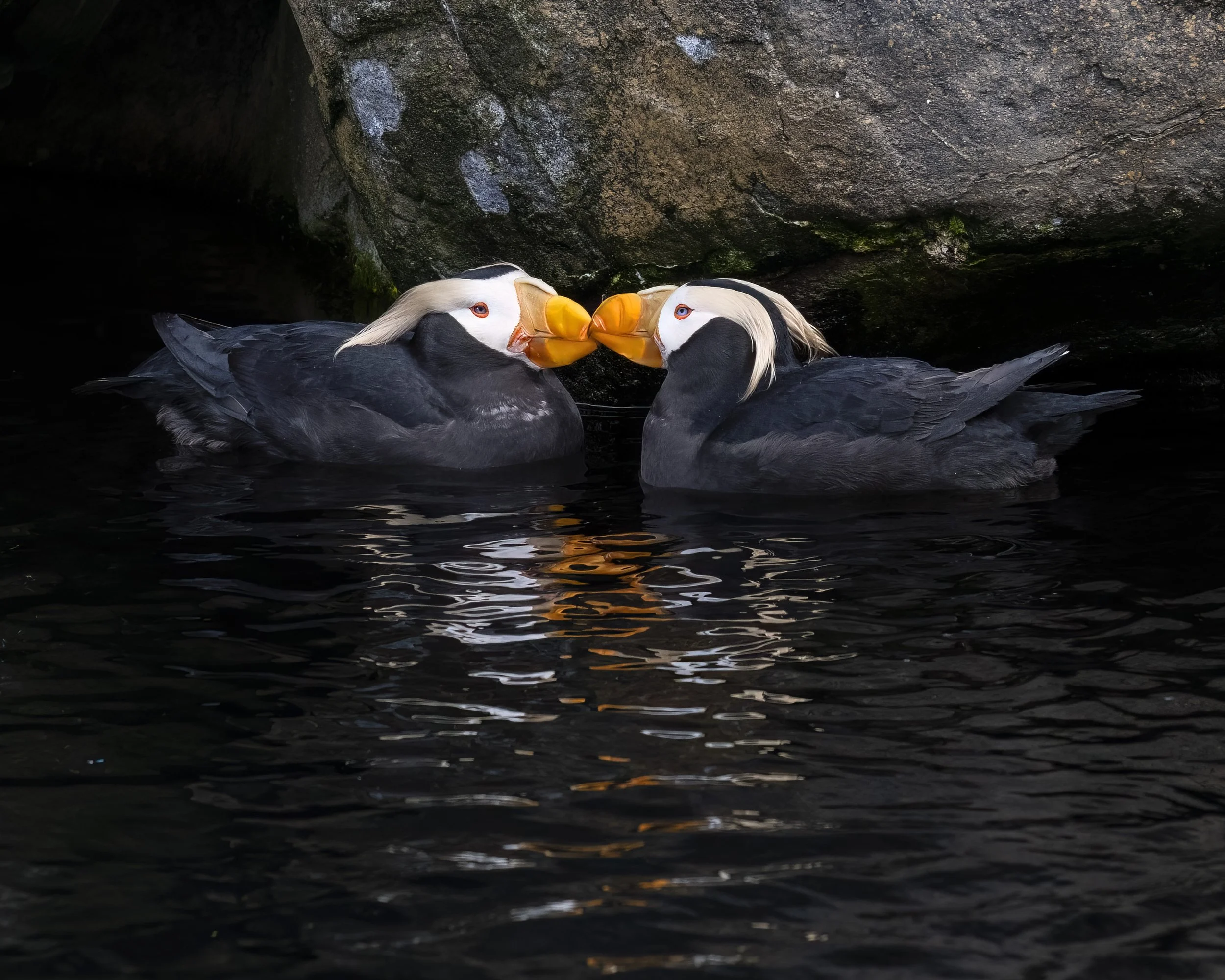 Puffin Kiss  04302026 129 4x5 crop.jpg