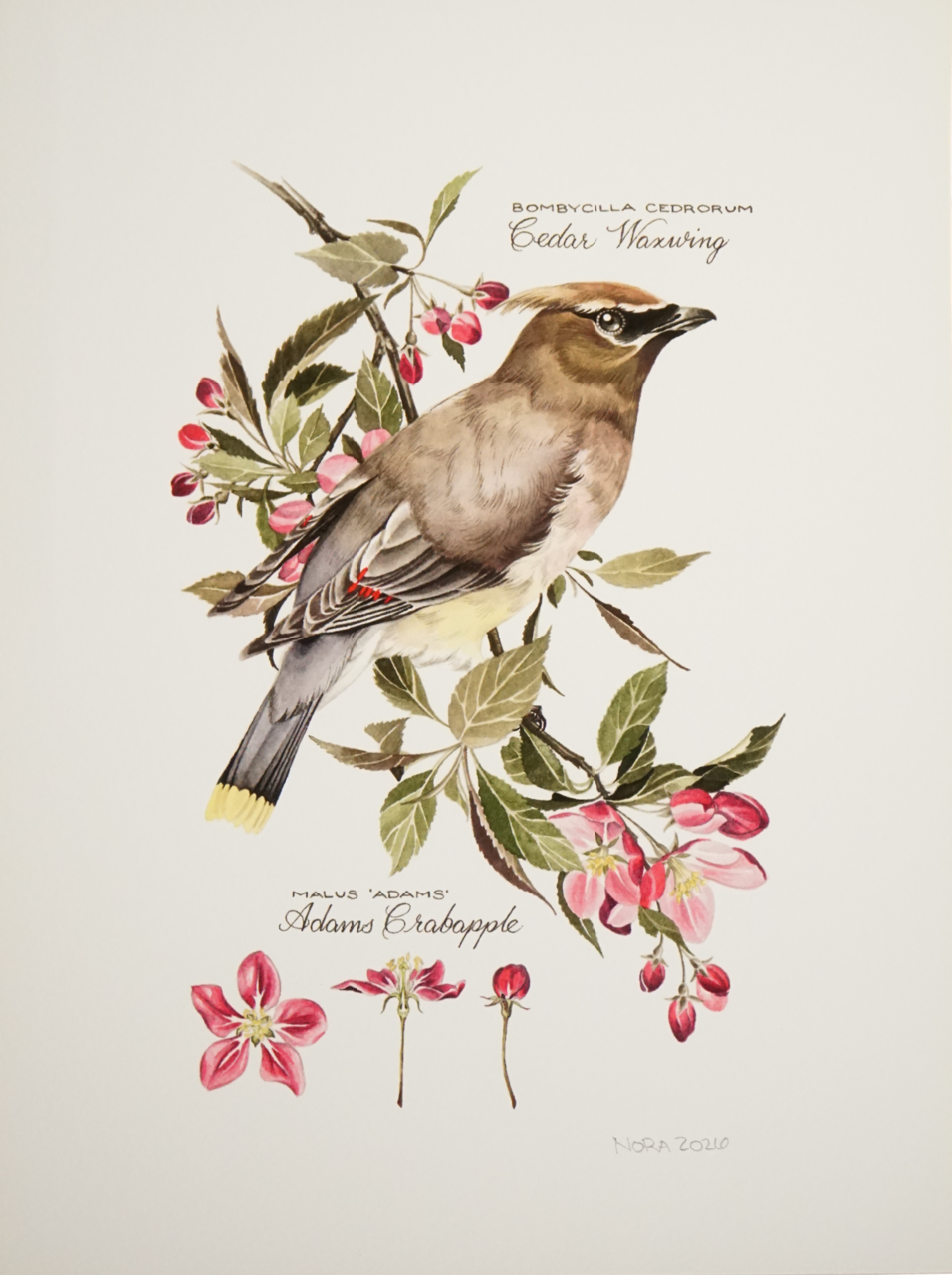 Nora Wood - Print