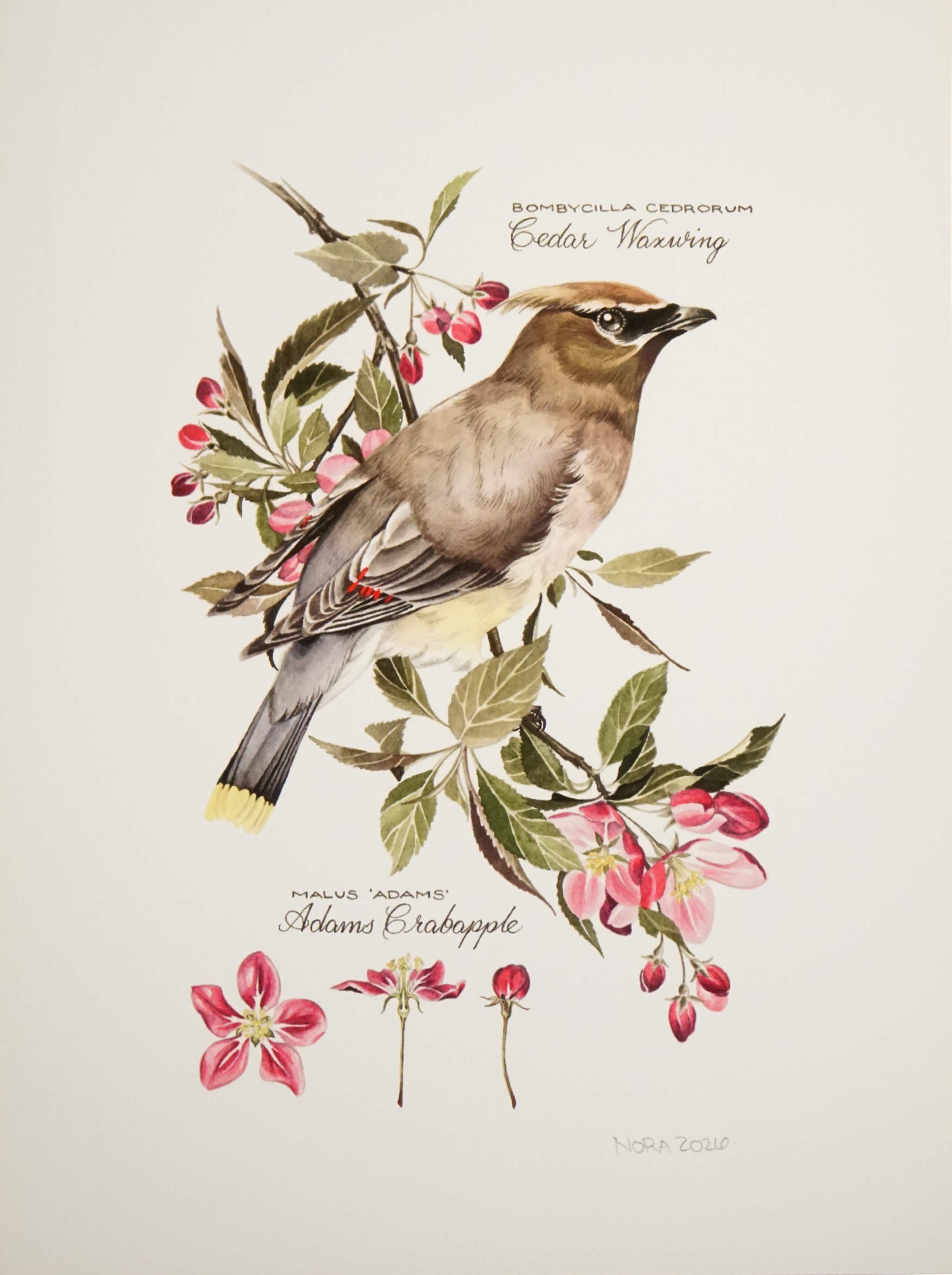 Nora Townsend - "Cedar Waxing and Crabapple" (Print)