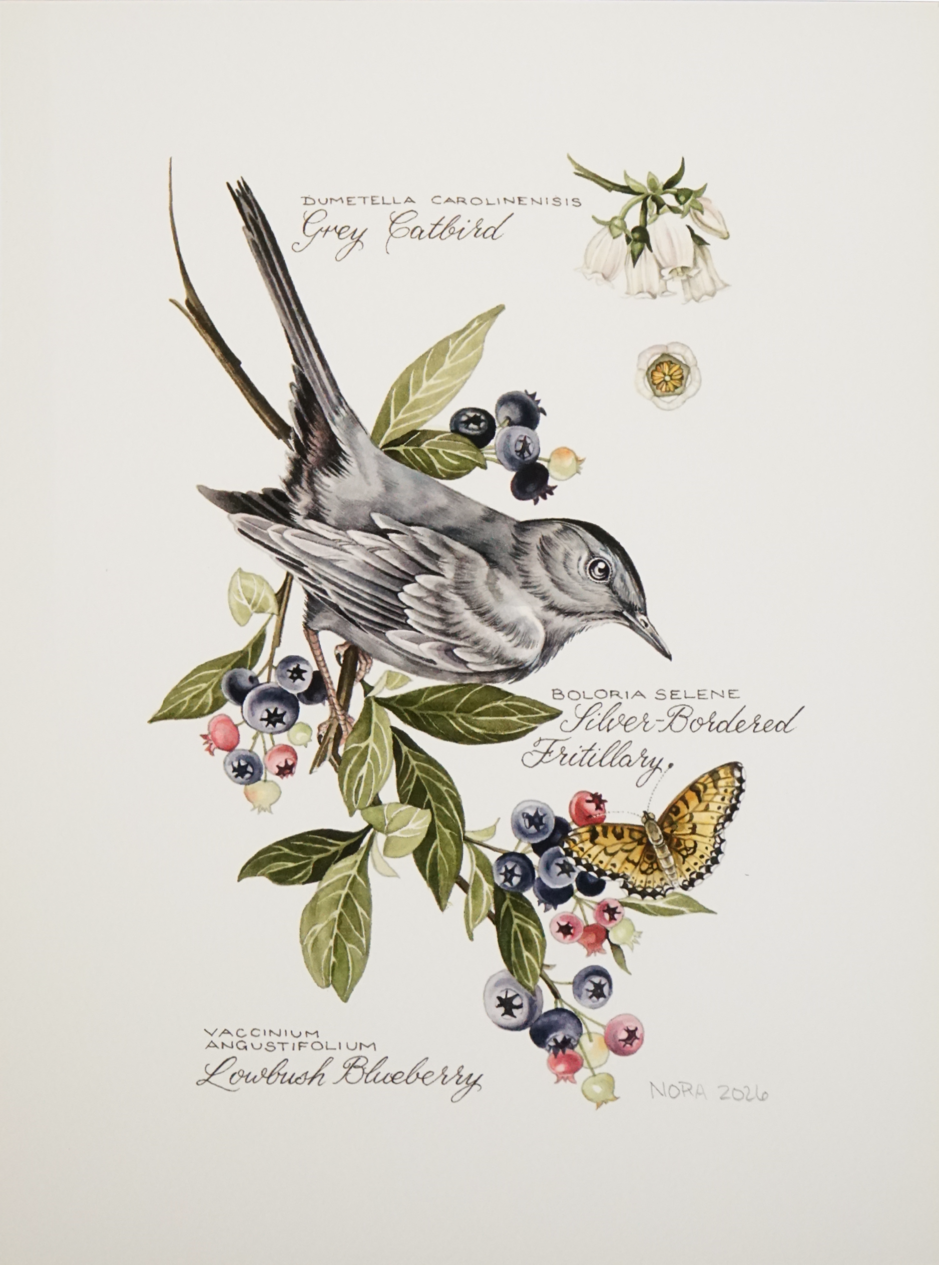 Nora Townsend - "Catbird and Blueberry"  (Print)