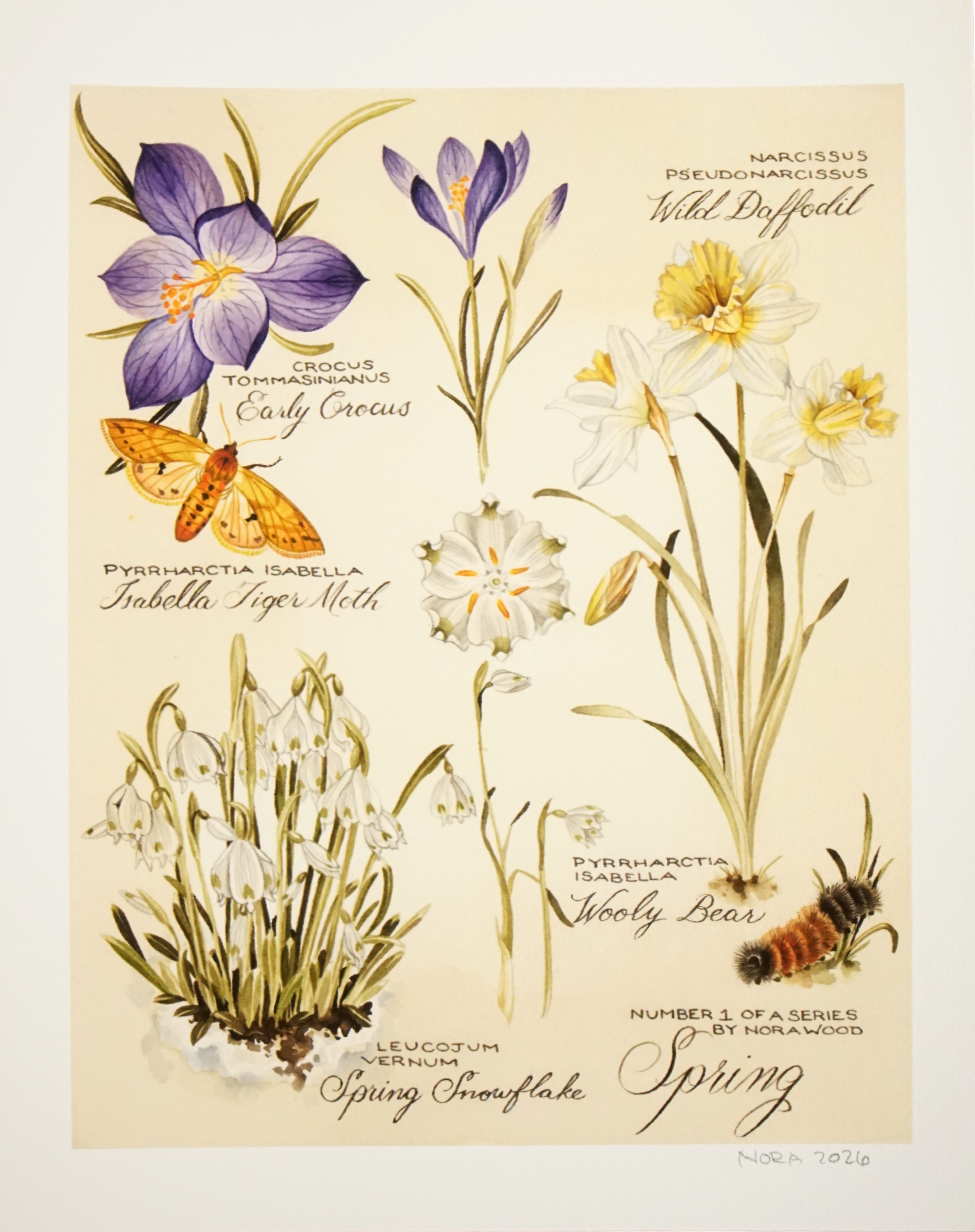 Nora Townsend - "Spring Series 1" (Print)