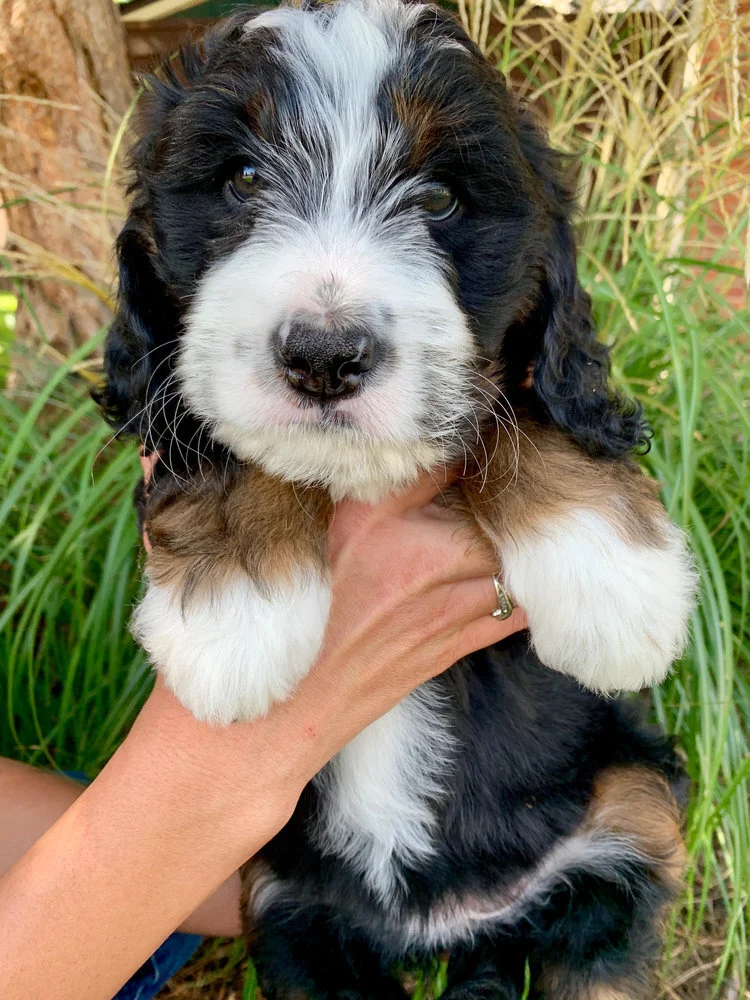 Teal+Bernedoodle+7.jpg