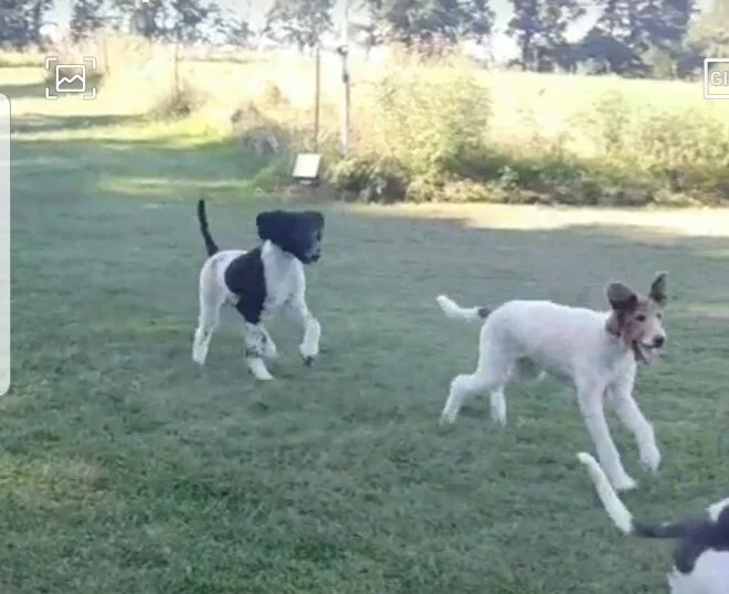 Lucy and Bo playing a fun game of tag.
