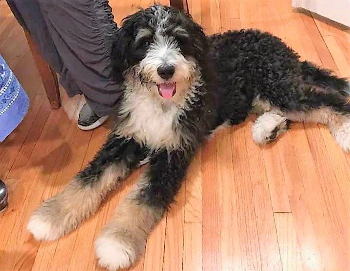 loyal-bernedoodle-relaxing-with-family.jpeg