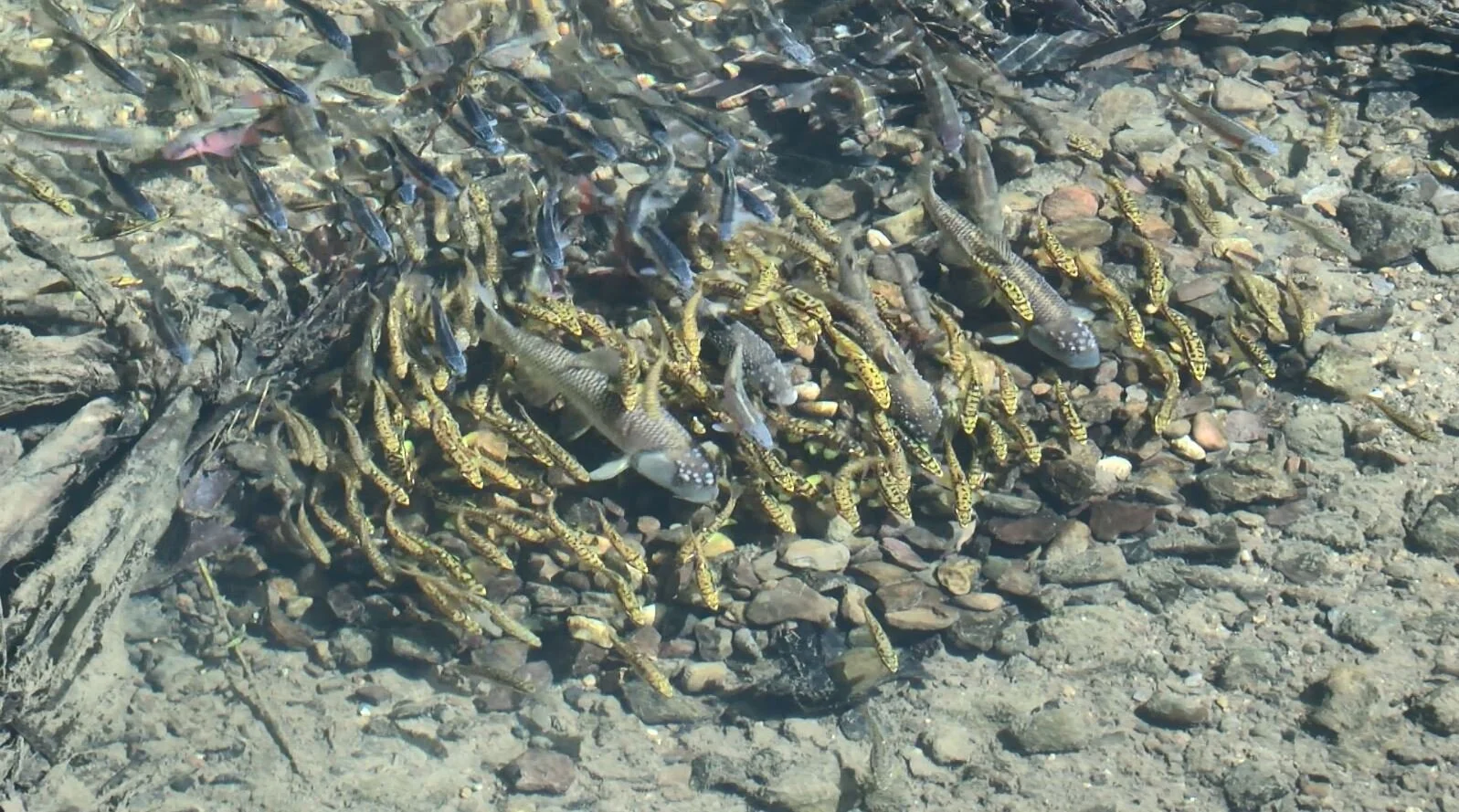 It's all about spawning the next generation