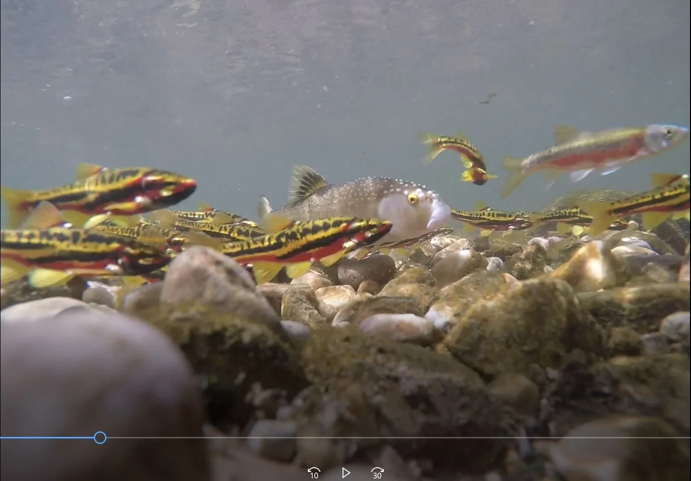 Gathering of nest-associates over platform stage of pebble nest