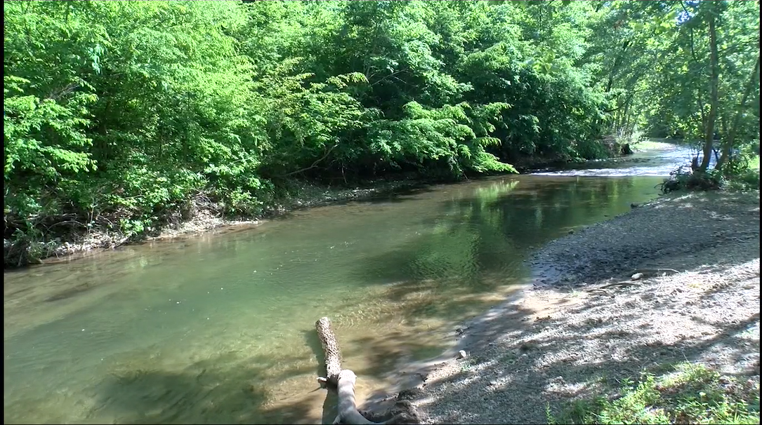 Nest-building freshwater fishes of Virginia