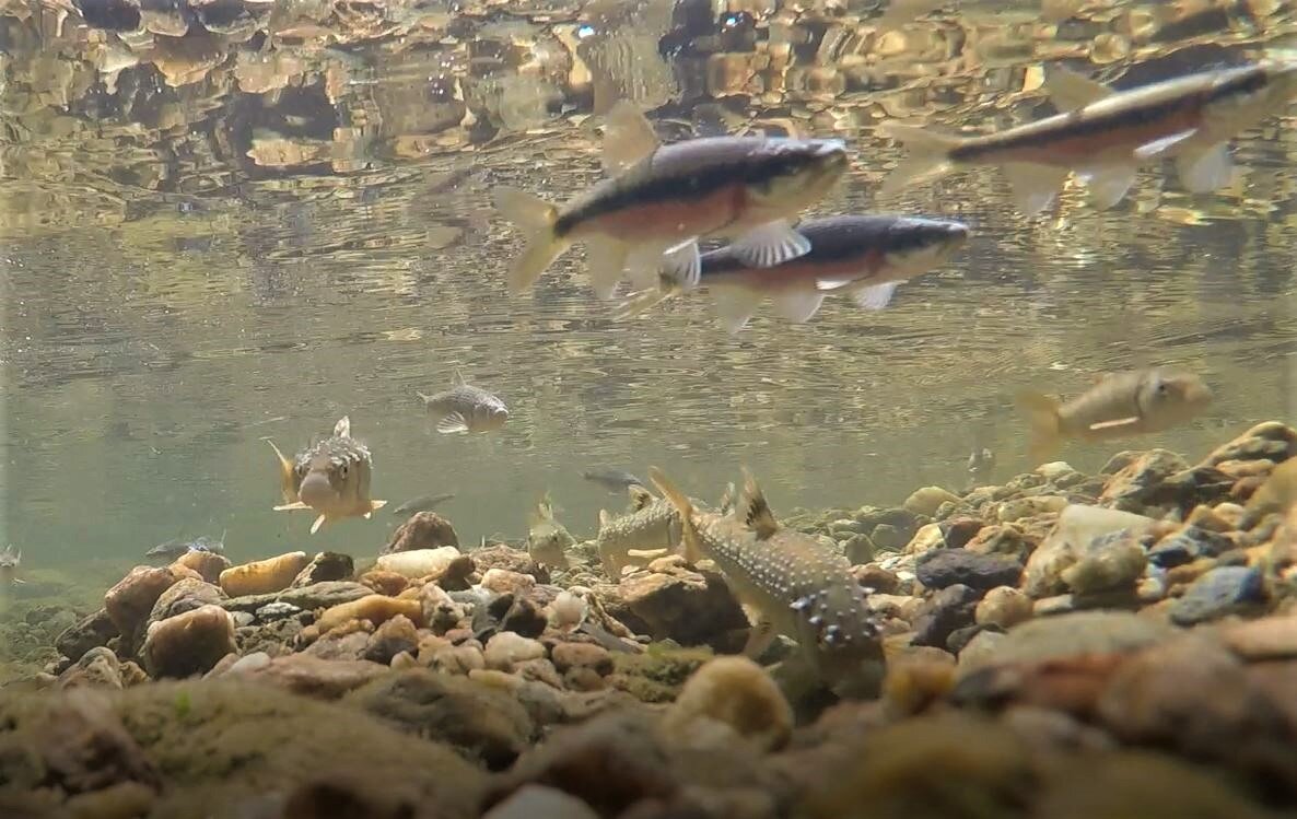Pit-digger over open substrate ahead of riffle