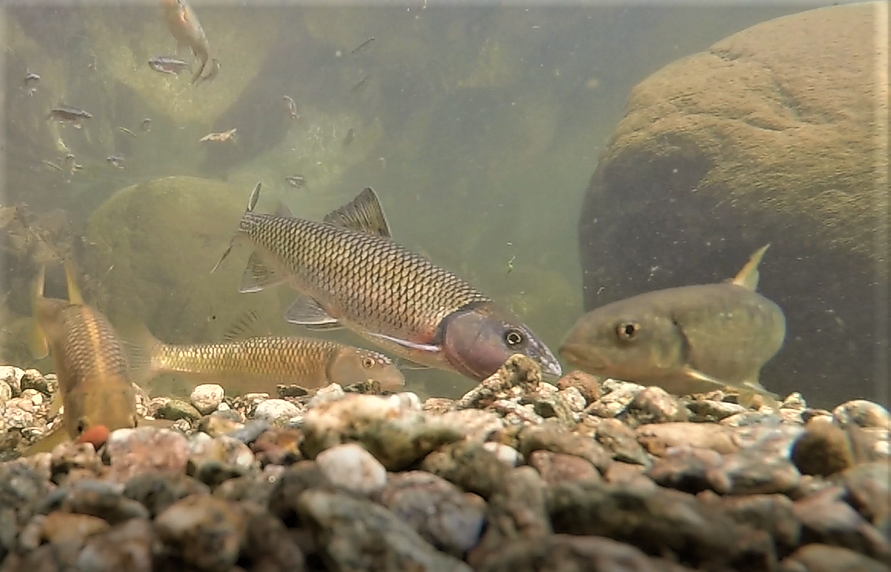 Convergence of males of three mound nest-building species