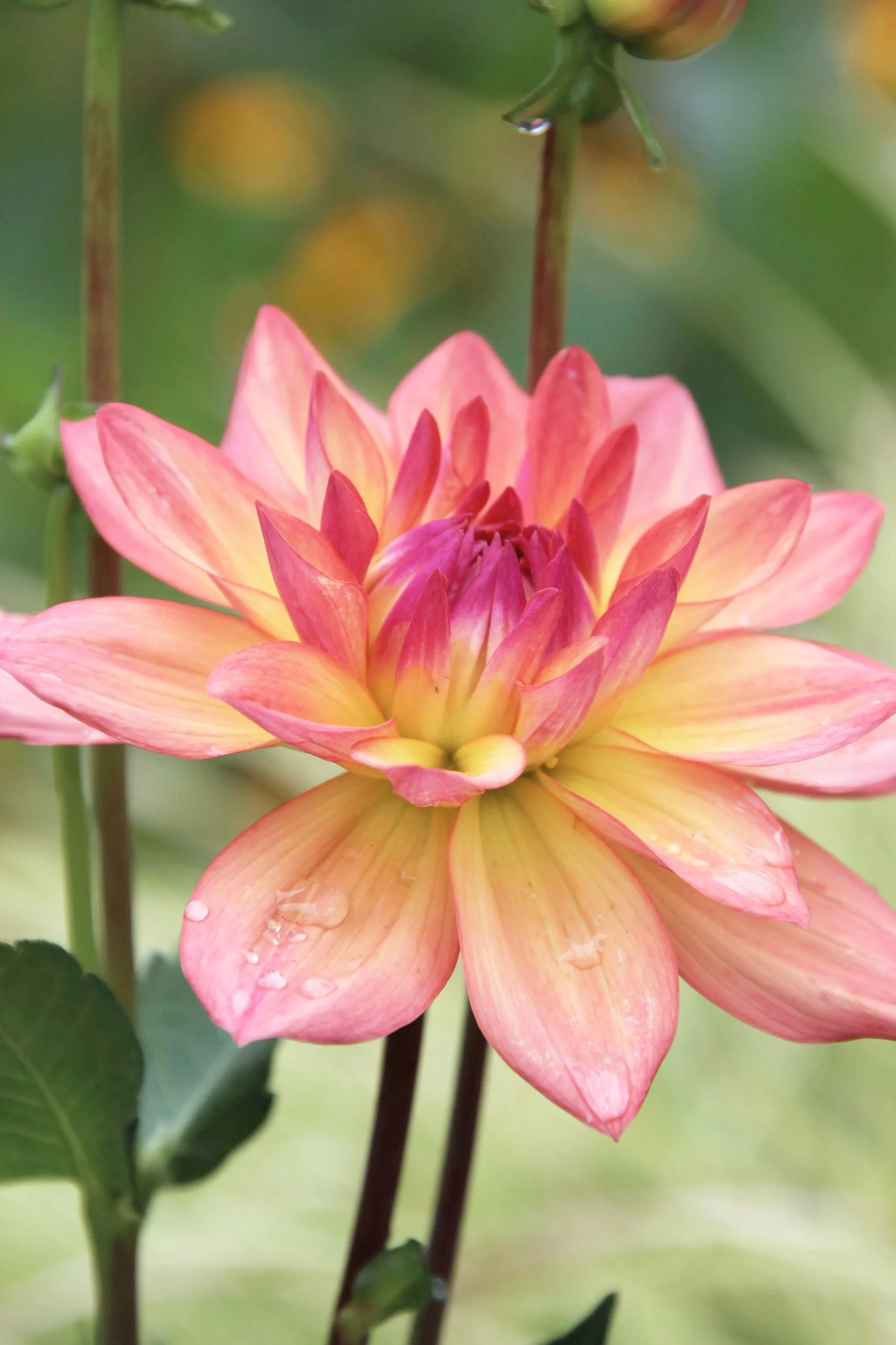 What is a Heart Wall?