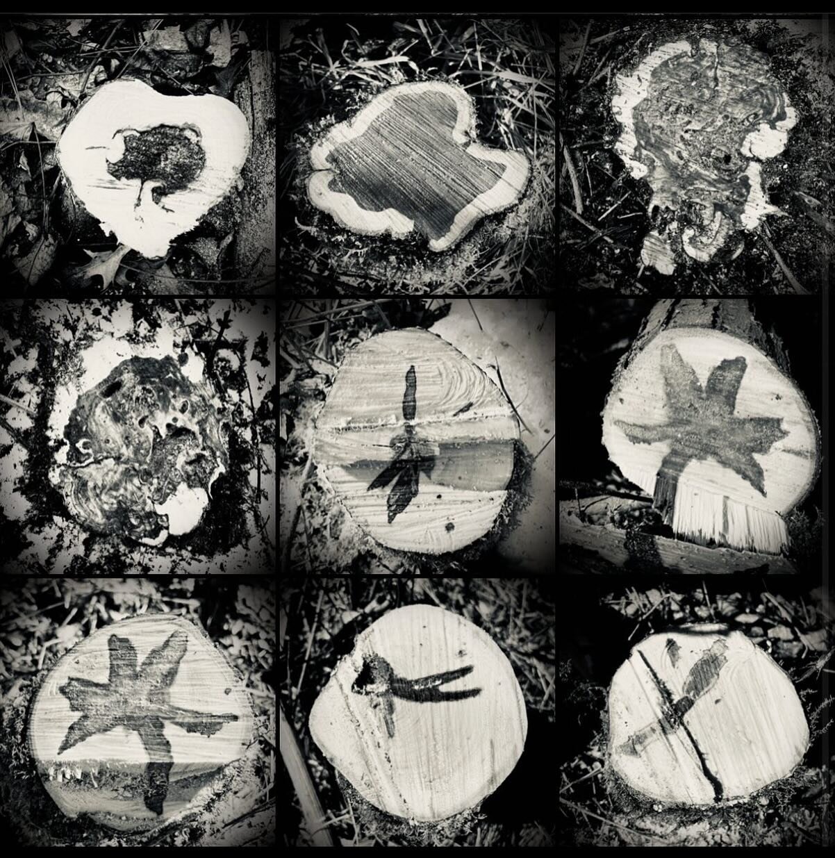 Come enjoy this freakishly beautiful weather with a stroll through the woods with us tonight at 6 for our monthly Social Hike. You can learn about what these weird designs are in these grid pics. Meet at the outdoor tennis courts at the Y.