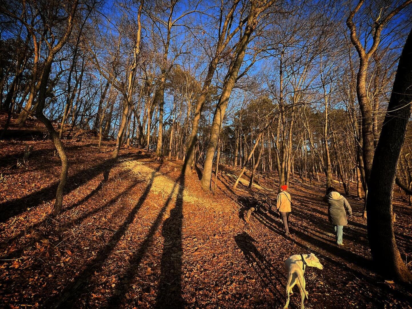 &ldquo;Honeysuckle Hill&rdquo; was the name we gave this south-facing slope from the Kazoo School trail to &ldquo;The Triangle&rdquo; in the Fall of &lsquo;22 (second photo is from a workday in December of 2022) when we began our restoration focus in