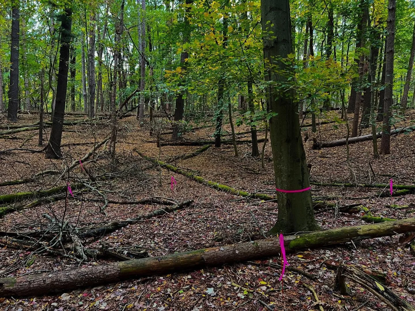 “What’s up with all these pink flags in the woods?”
This Friday, Stewards of Kleinstuck and a volunteer crew from Phizer will be planting trees so yesterday we marked which species will go where. This is happening in the “Litt