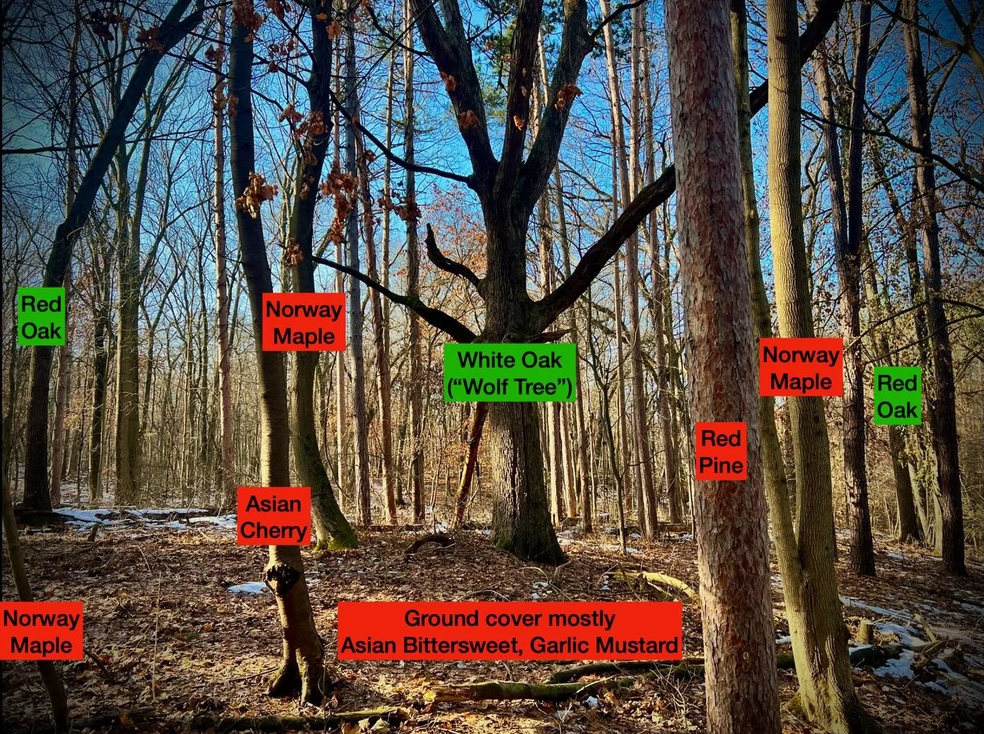 Reading the landscape 
Armed with knowledge of the ecology of southern lower peninsula Michigan and confident plant identification skills one can determine a general idea of the land use history of a site and use those observations, along with resour