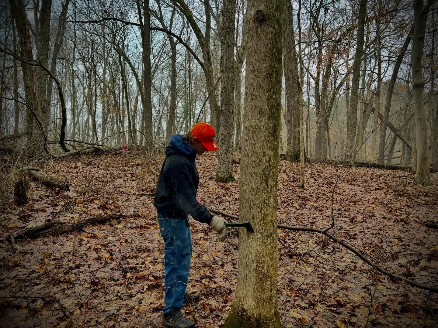 We&rsquo;re in the midst of an ambitious restoration project at our &ldquo;Little Sister&rdquo; property. This is the land adjacent to Kleinstuck that is owned by us, Stewards of Kleinstuck (btw, Heather will be giving a presentation on LS for Kalama