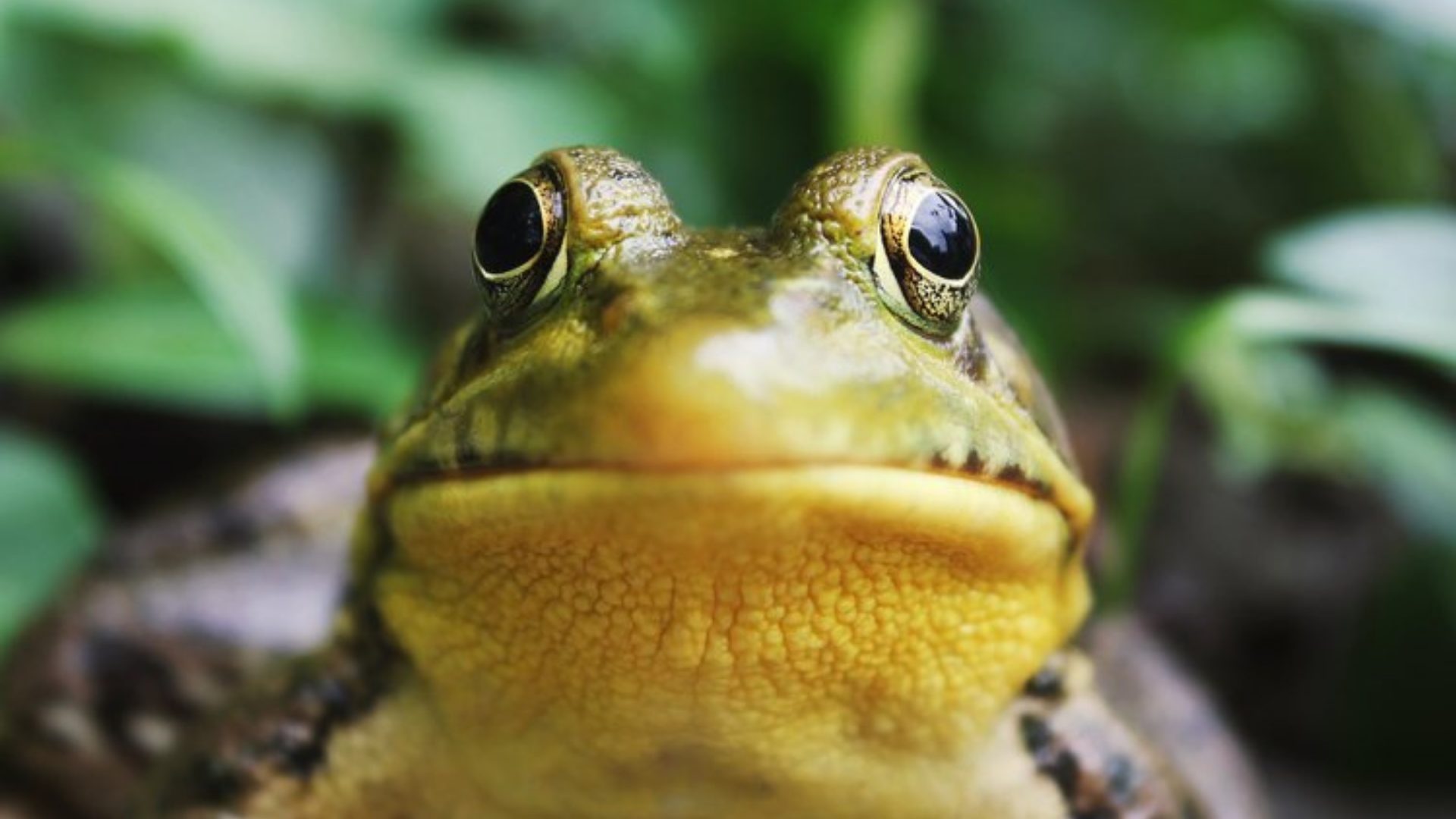 Kleinstuck Frog Walks