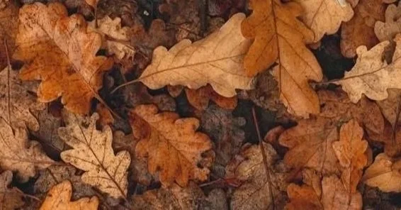 Kleinstuck Trail Walk with Meditative Concert 