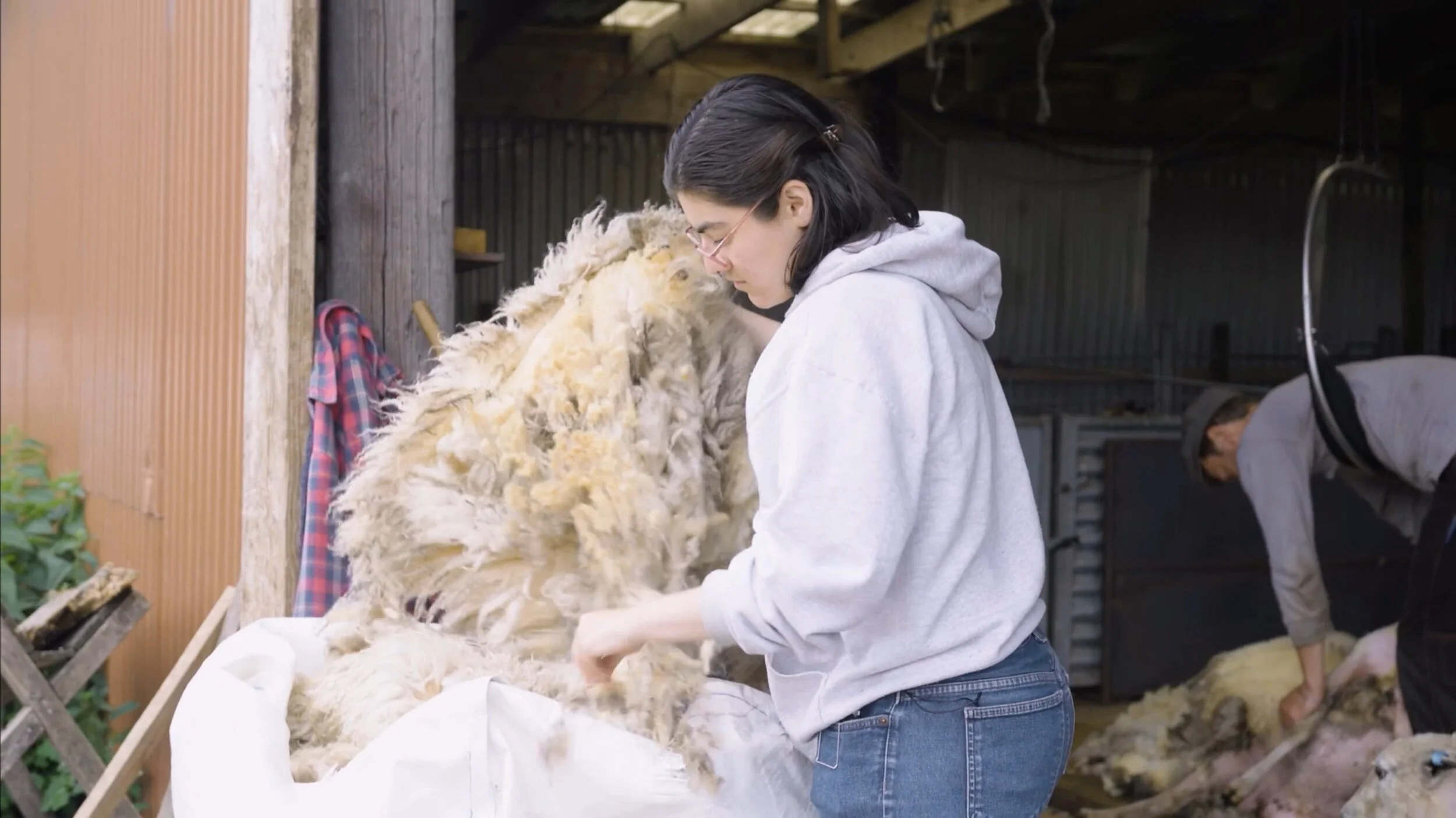 Community Engagement, Visiting a Sheep farm and Sheep Shearing day