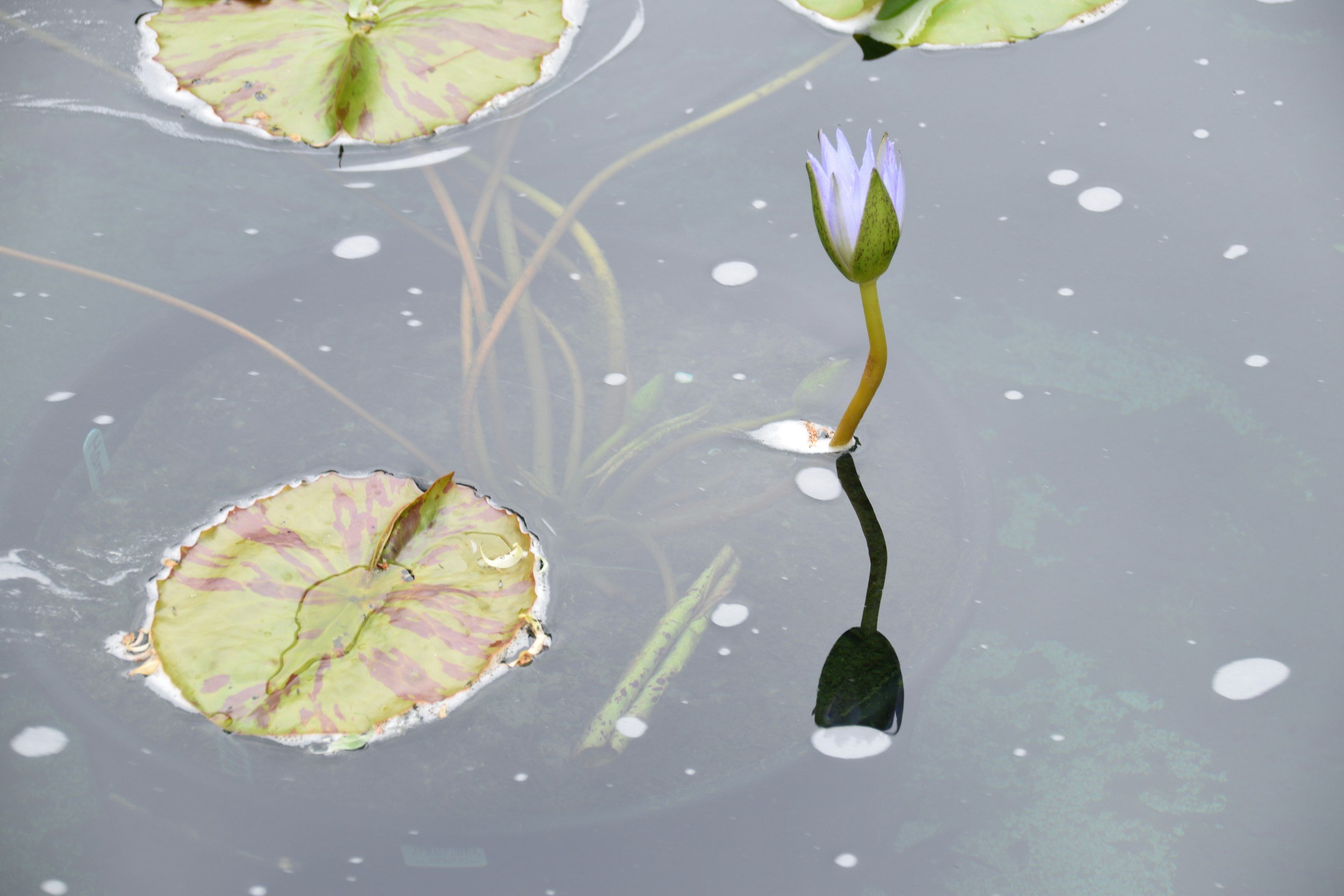 Lotus