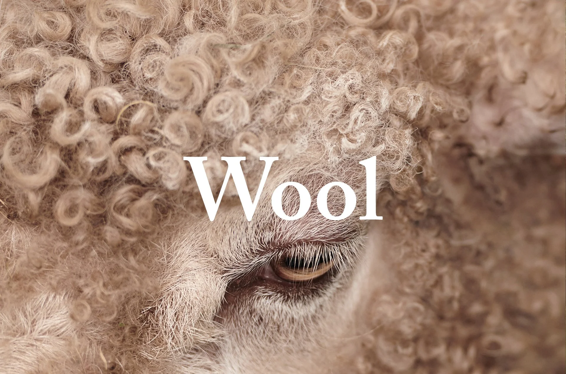 wool new site 2026 WITH TEXT.jpg