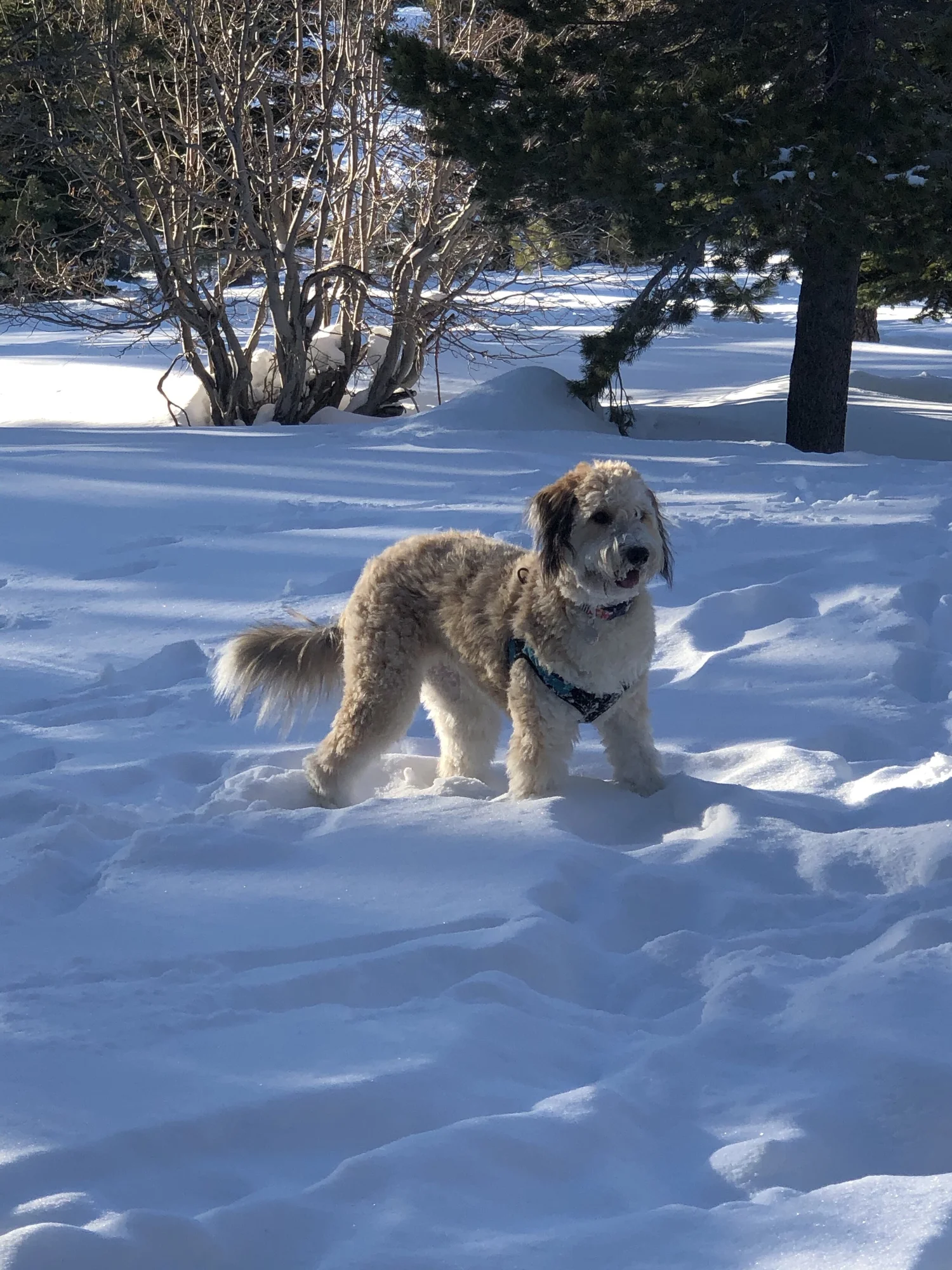 Guardian Homes — Pacific Northwest Doodles