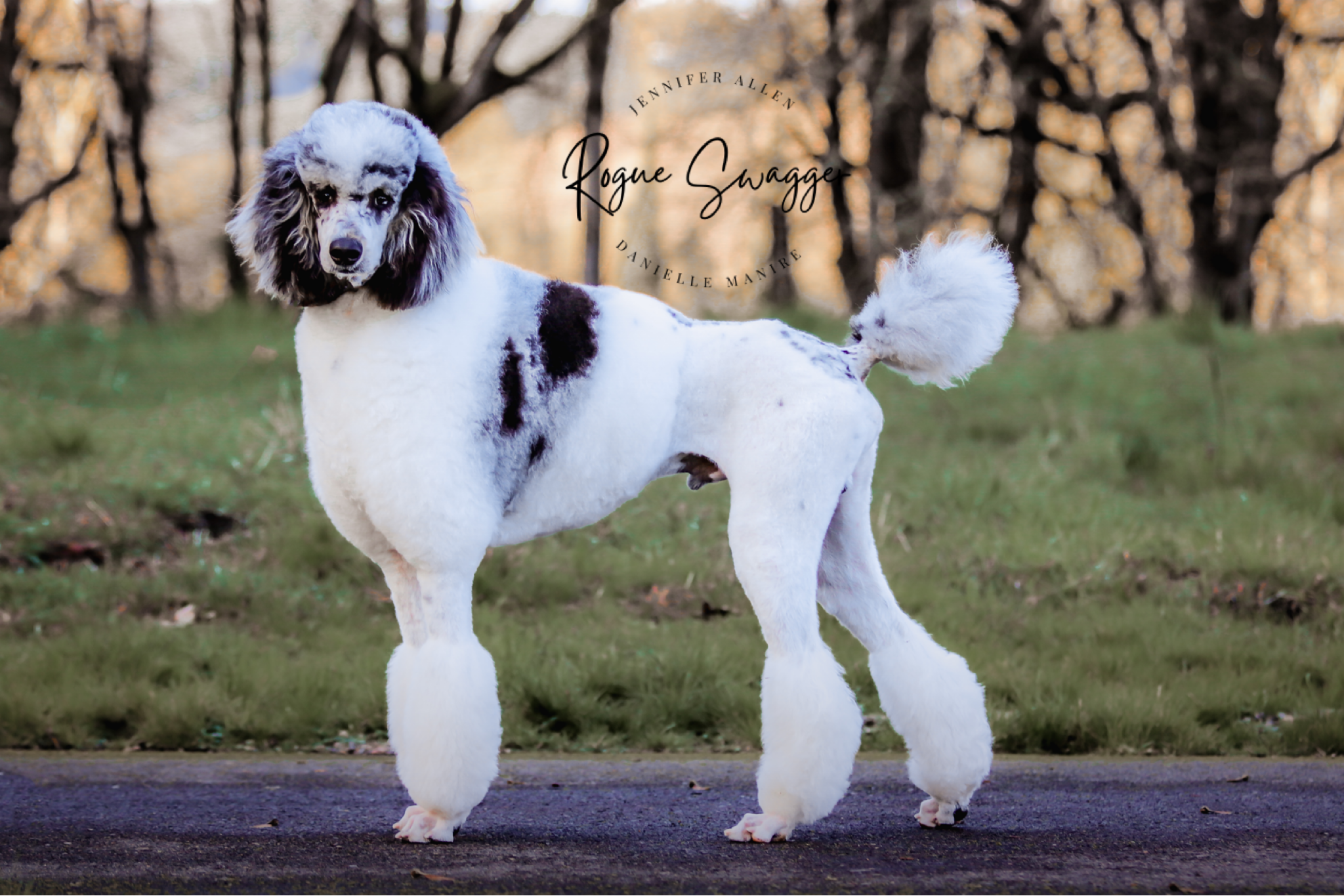 Merle Phantom Poodle Miniature Merle Poodle Poodles Store Blue