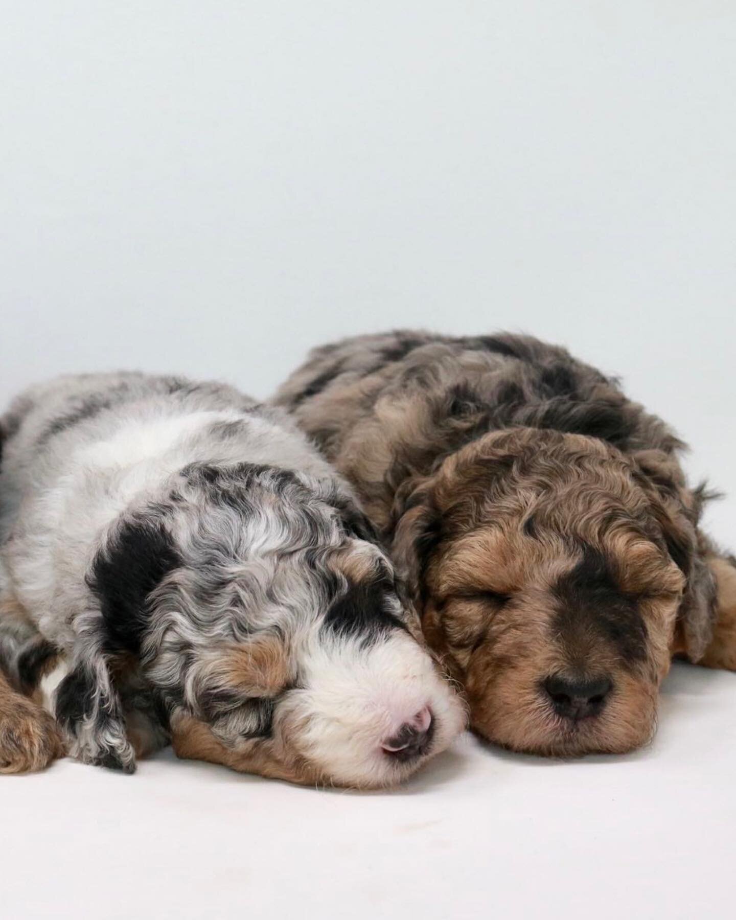 Hazel&rsquo;s F1b Bordoodles 

Puppies ready to go home June 10th. #boisedogs #boisedoodles #pacificnorthwestdoodles #bordoodles #availablepuppy