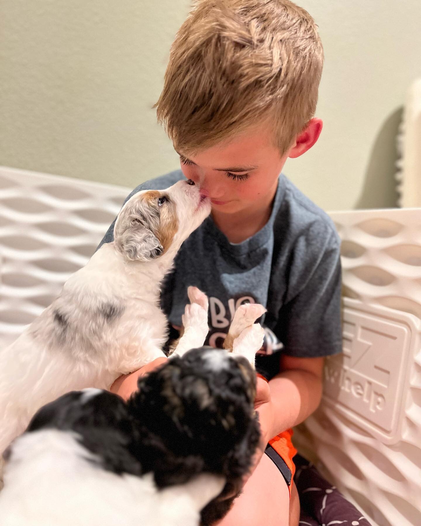 🐾 The Joy of Growing Up with Dogs! 🐾

👦👧 Kids and dogs share a unique bond that's full of love, laughter, and endless adventures. As families embark on the journey of finding the perfect furry companion, here are some essential qualities to consi