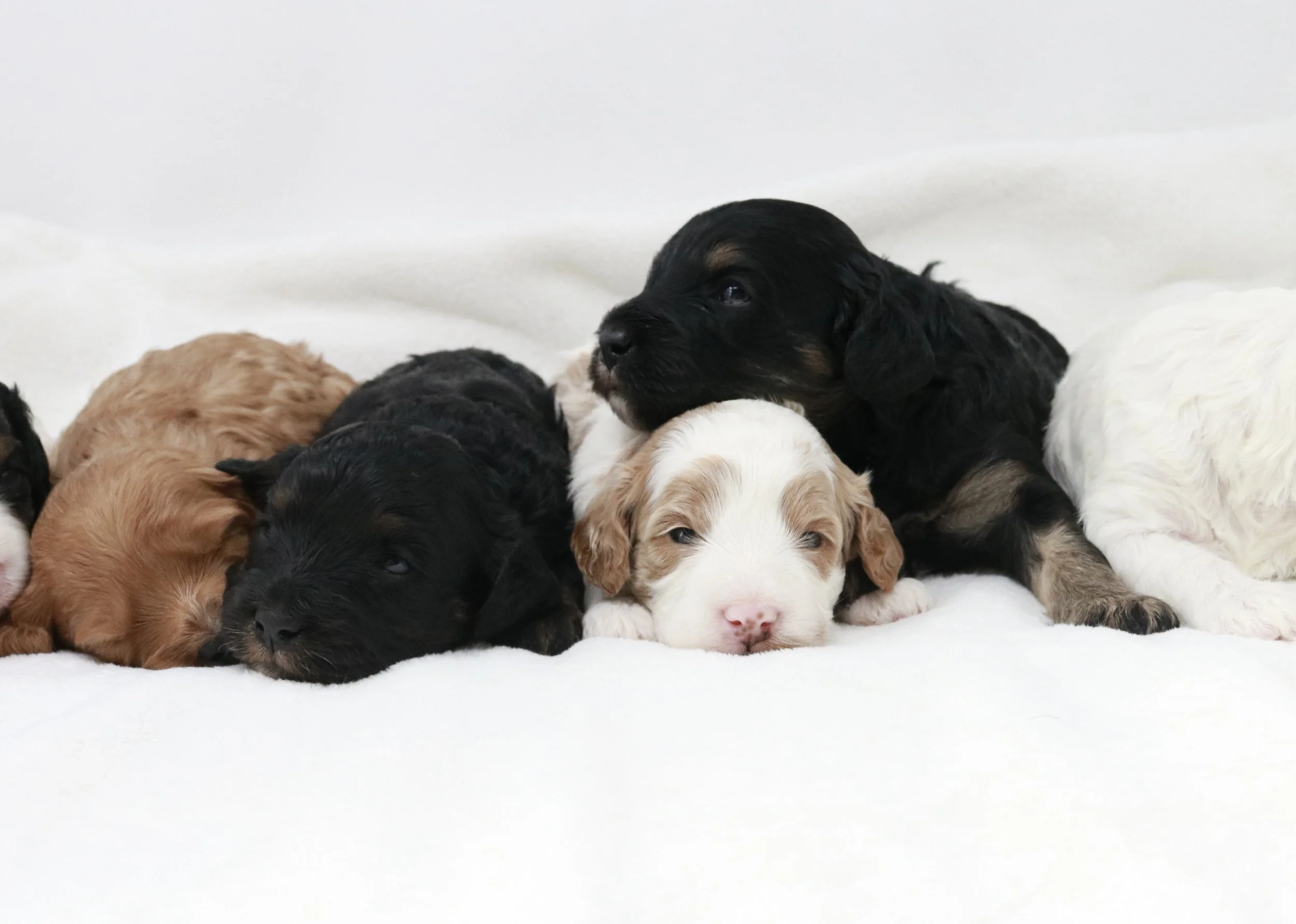 Idaho Cavapoos — Pacific Northwest Doodles