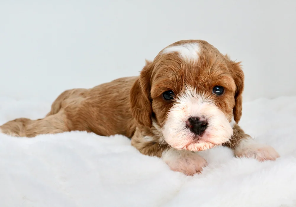 Cavapoo Puppies in Washington | Pacific Northwest Doodles — Pacific ...