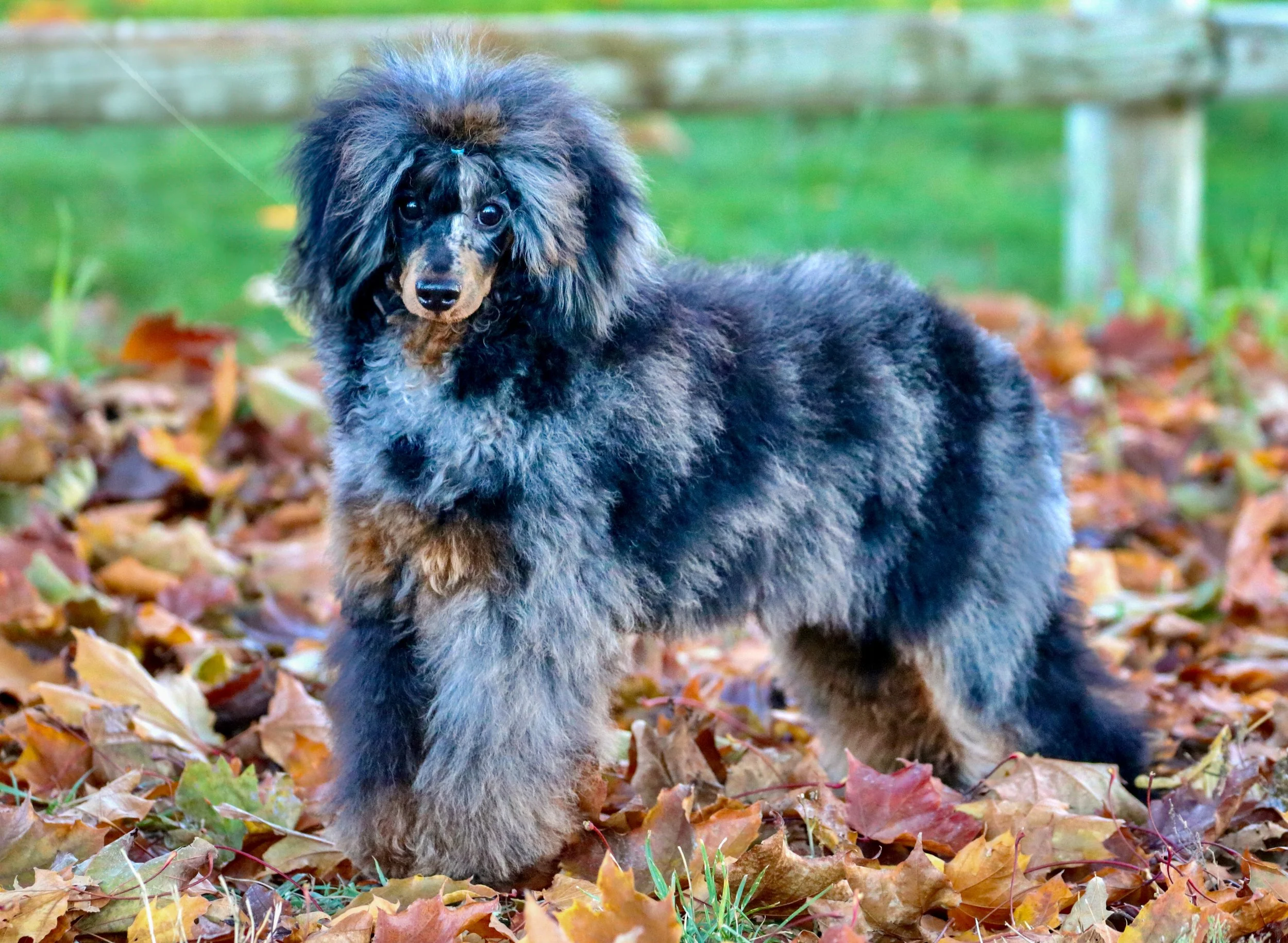 Blue Merle Phantom Tri Poodle Stud Available Poodle Studs