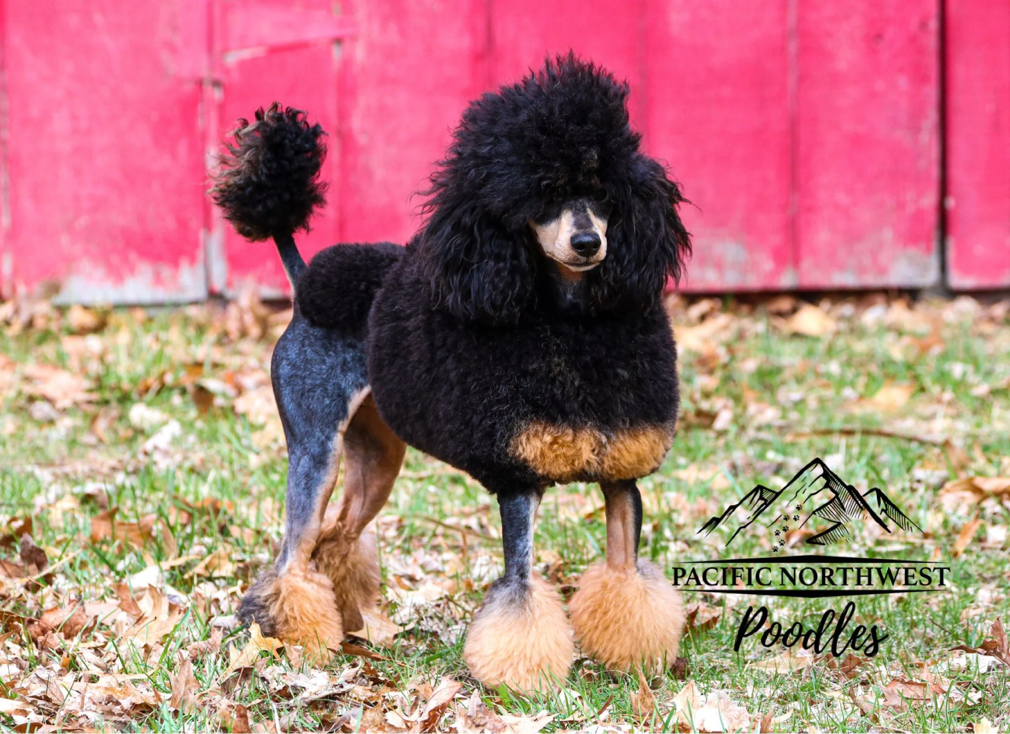 Miniature Poodle Stud Black Tri Stud