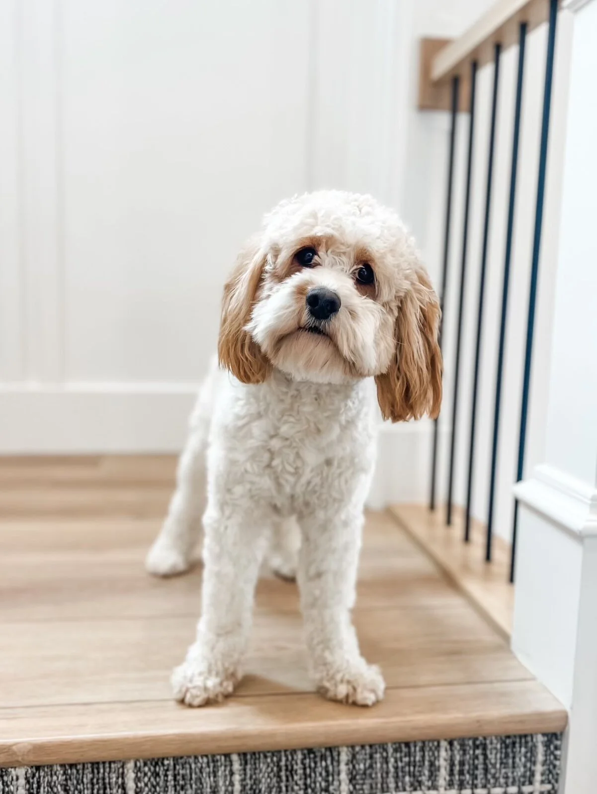 Idaho Cavapoos — Pacific Northwest Doodles