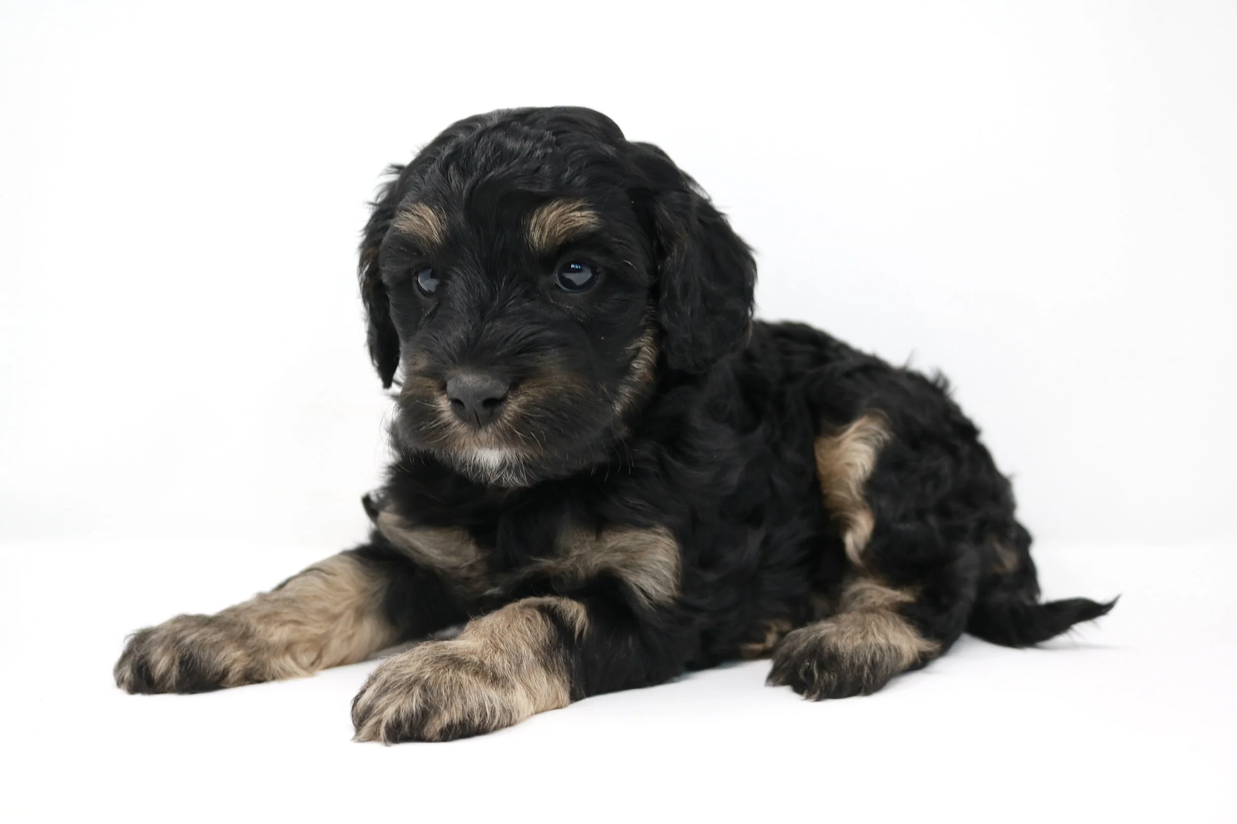 Idaho Cavapoos — Pacific Northwest Doodles